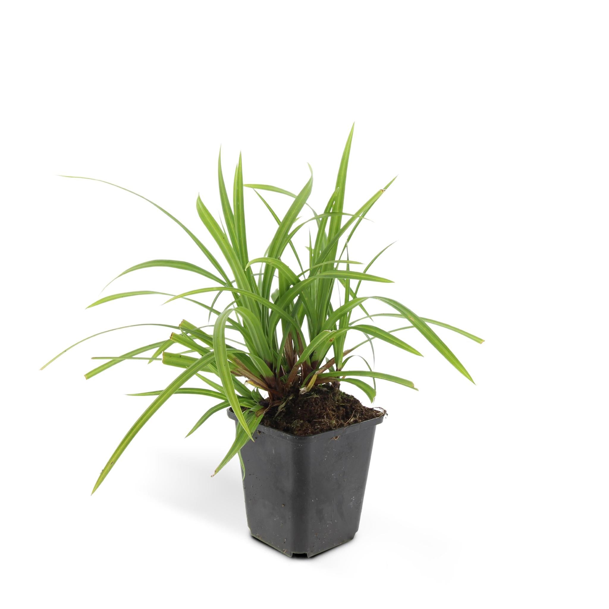 Ziergras Irish Green - Carex morrowii 'Ice Dance' - ↕10-25cm - Ø9cm - 6 Stück