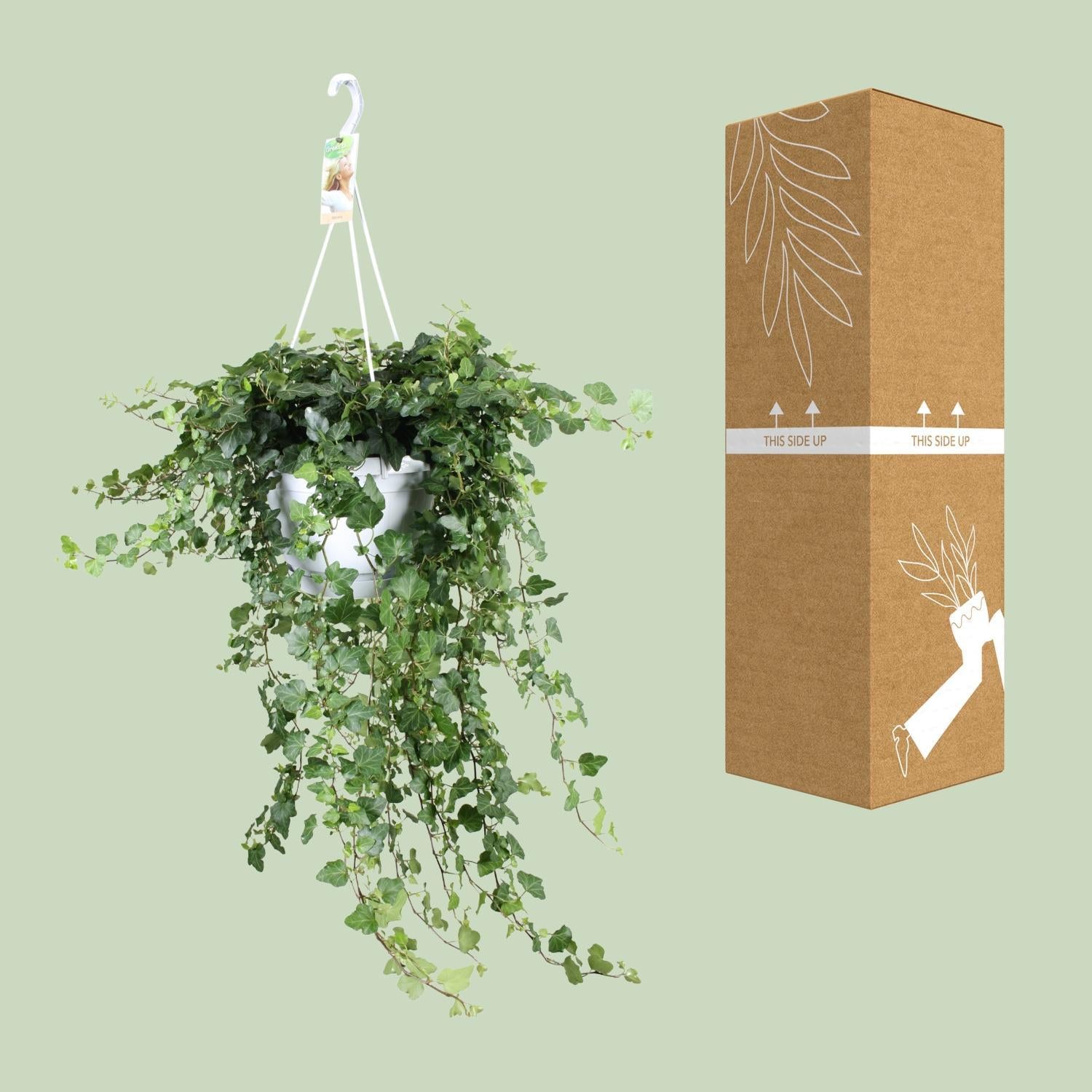 Wonder Efeu Gemeiner Efeu - Hedera Helix Wonder - Ø24 - ↨70cm