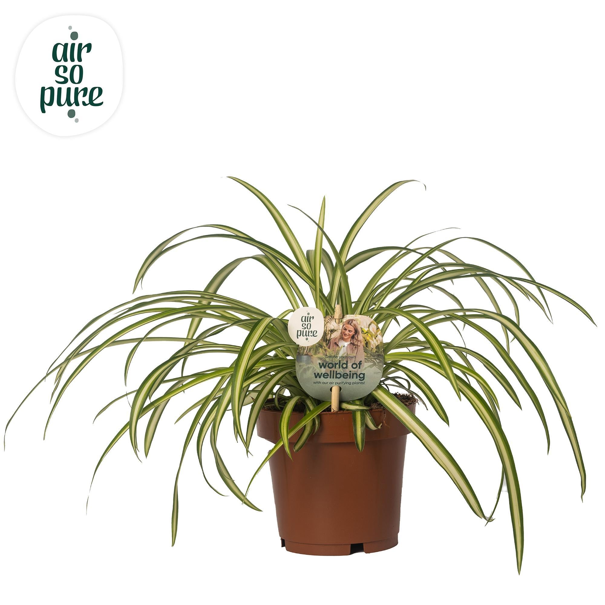 Grünlilie - Chlorophytum Atlantic - Ø12cm - ↕25cm