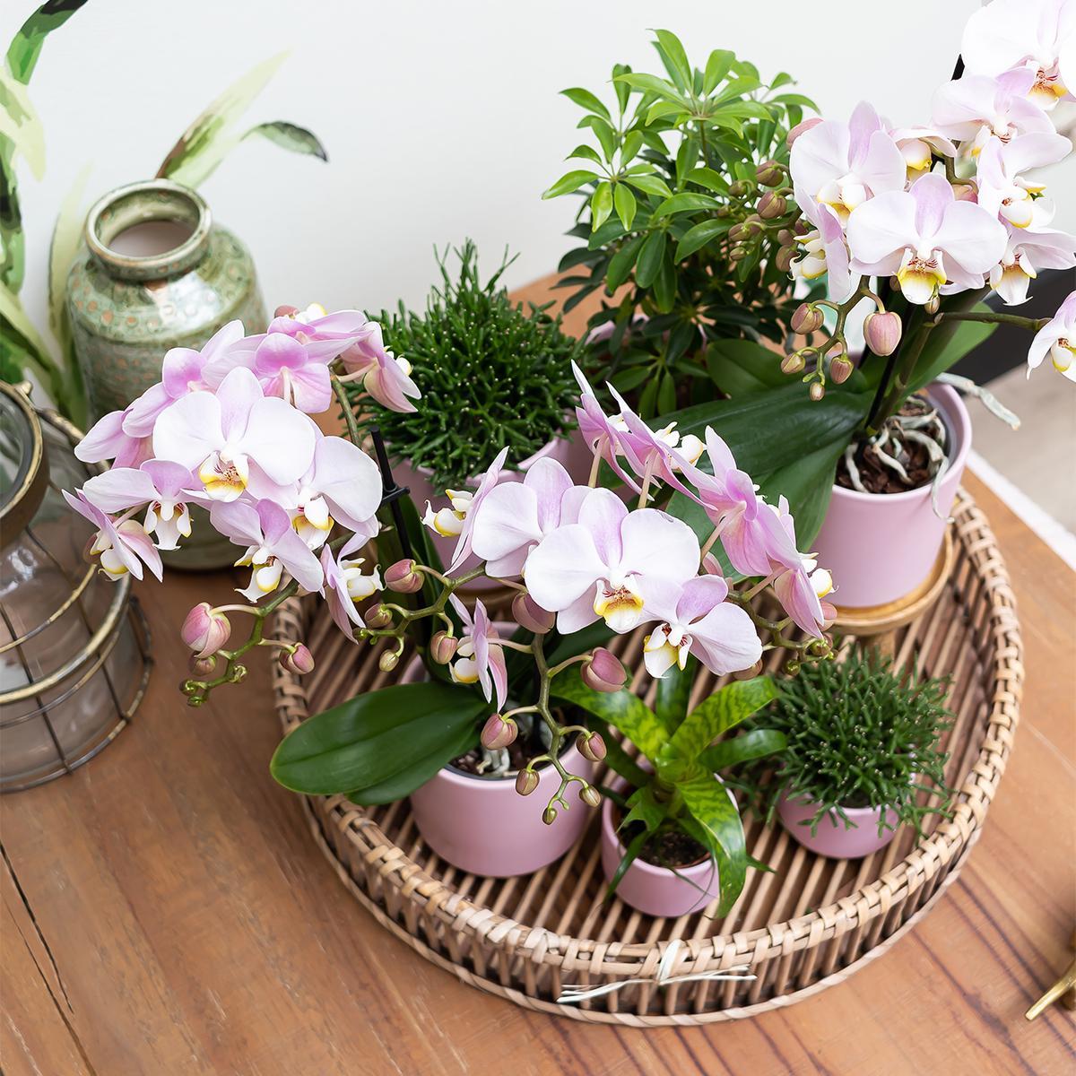 Kolibrie Thuis | Roze bloempot met goudpoot - Roze keramiek pot met gouden rand - Ø6cm