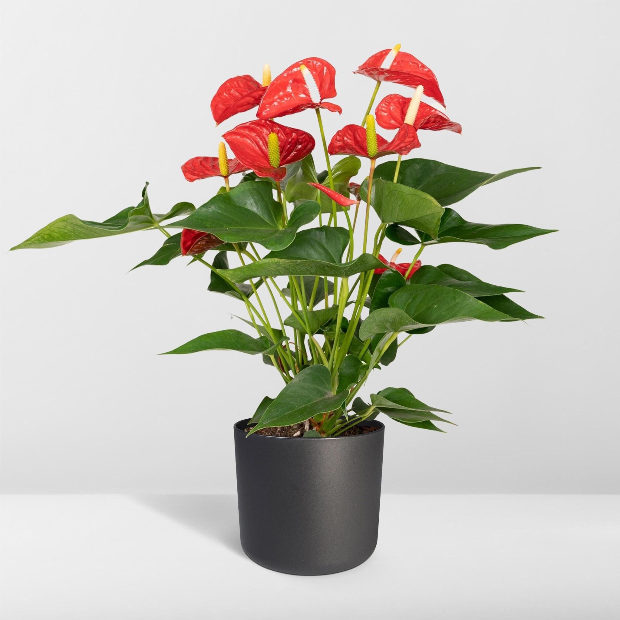 Anthurie - Anthurium Red - Ø17cm - ↕55cm - Ø17 - ↨55cm