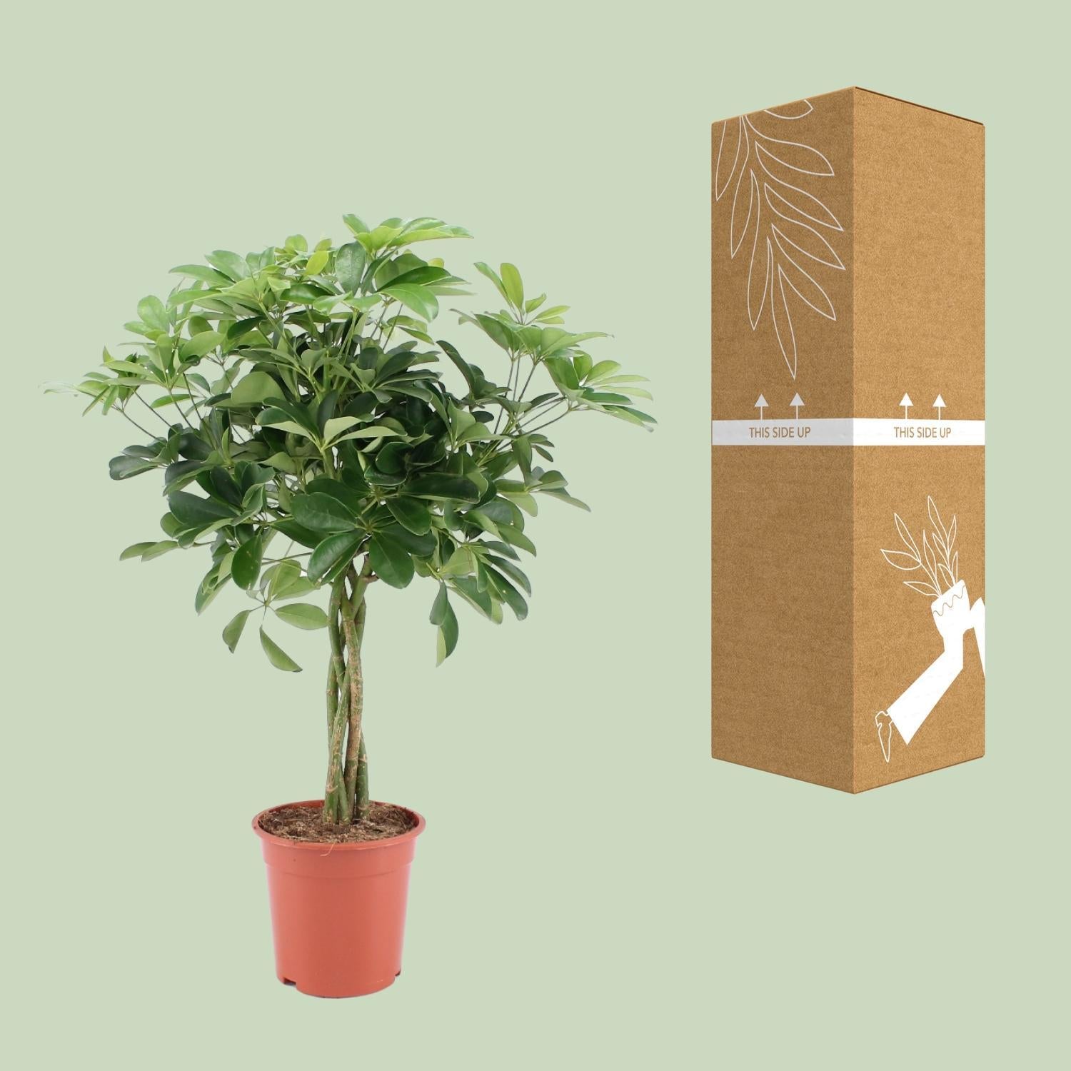 Schefflera Arboricola Nora - Ø19cm - ↕75cm