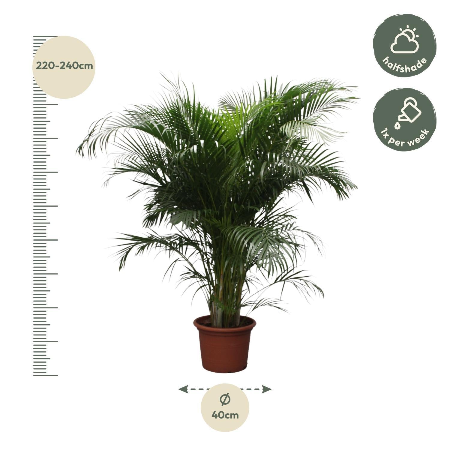 Dypsis Lutescens (Arecapalm) - 230 cm - ø40