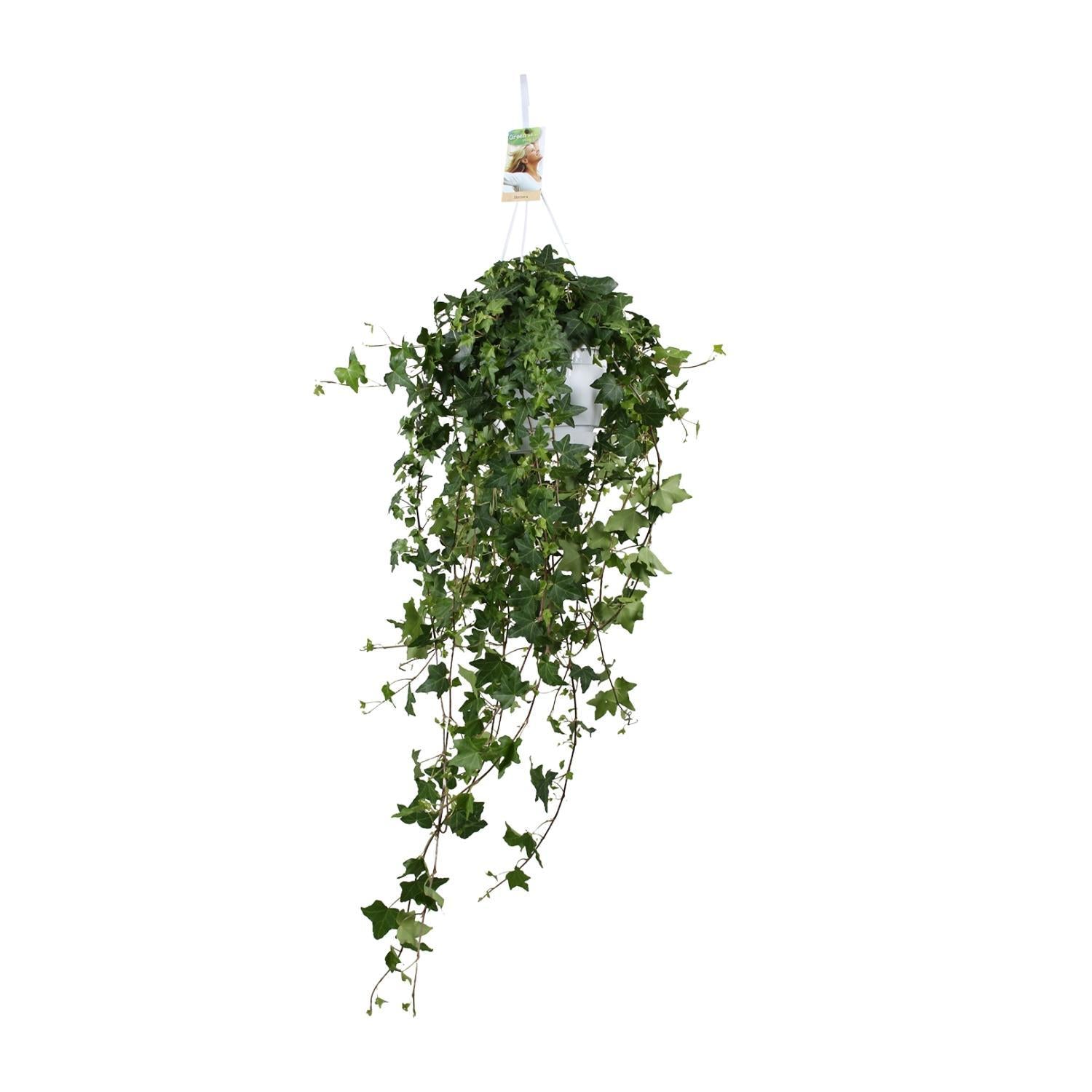 Gemeiner Efeu - Hedera Helix Pitsburg -  Ø17cm - ↕cm