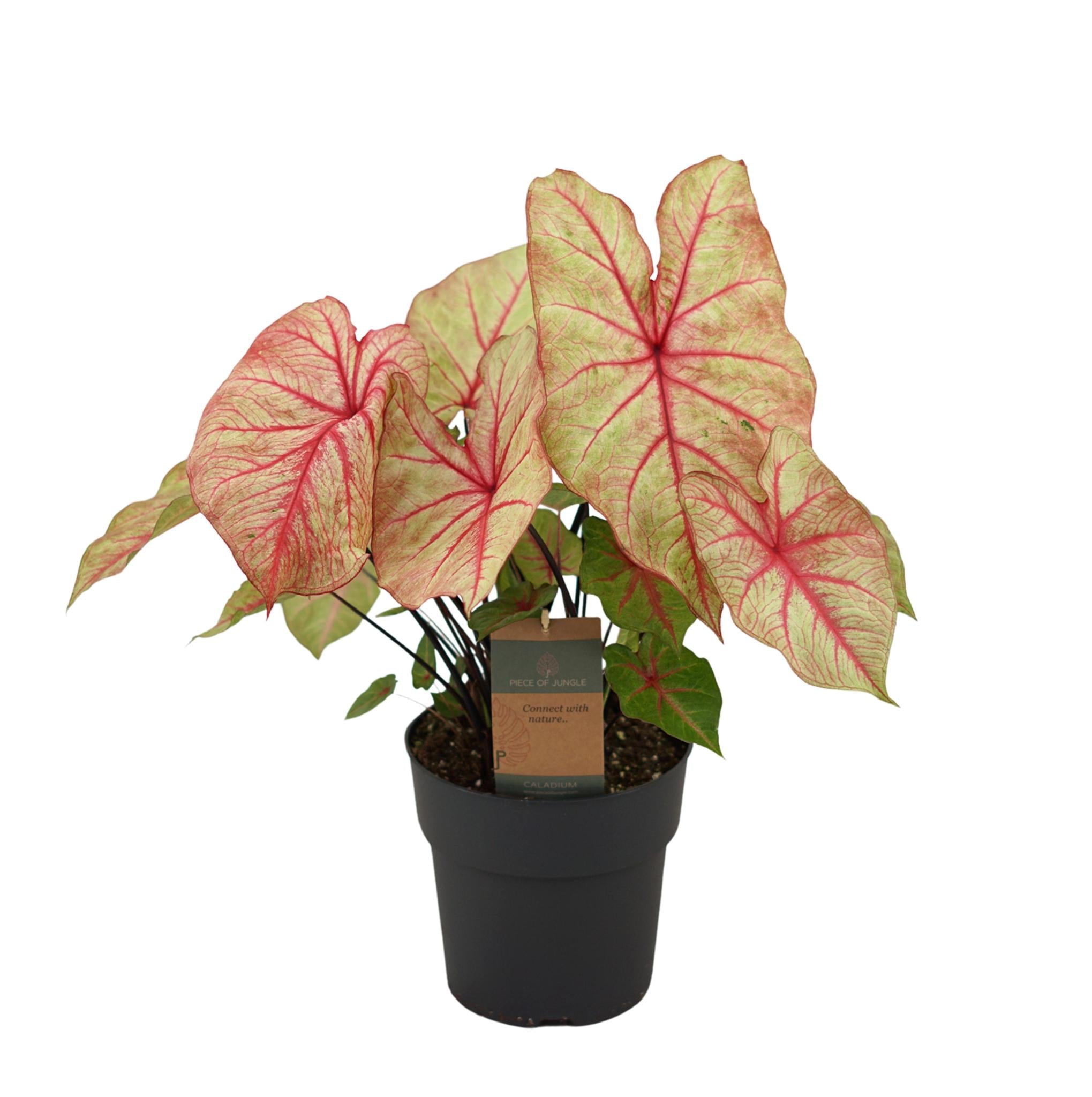 Caladium Autumn Beauty - Herbstschönheit - 65 cm - Ø24cm