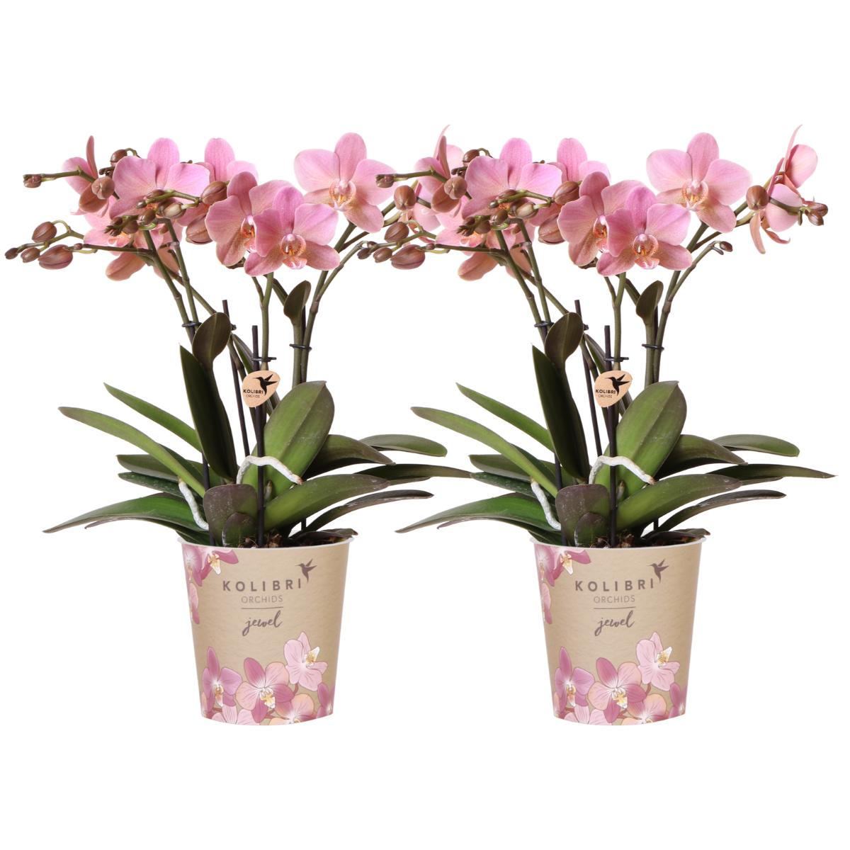 Hummingbird Orchids I COMBI-AANBIEDING van 2 oudroze Phalaenopsis orchideeën - Treviso - potmaat Ø12cm | bloeiende kamerplant - vers van de veredelaar