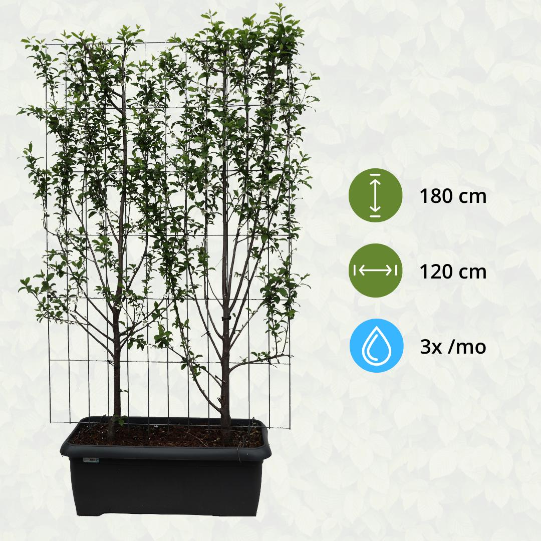 Prunus Domestica 'Duo-Plum' - pruimenboom - kant-en-klare haag - 120 x 40 x 180 cm