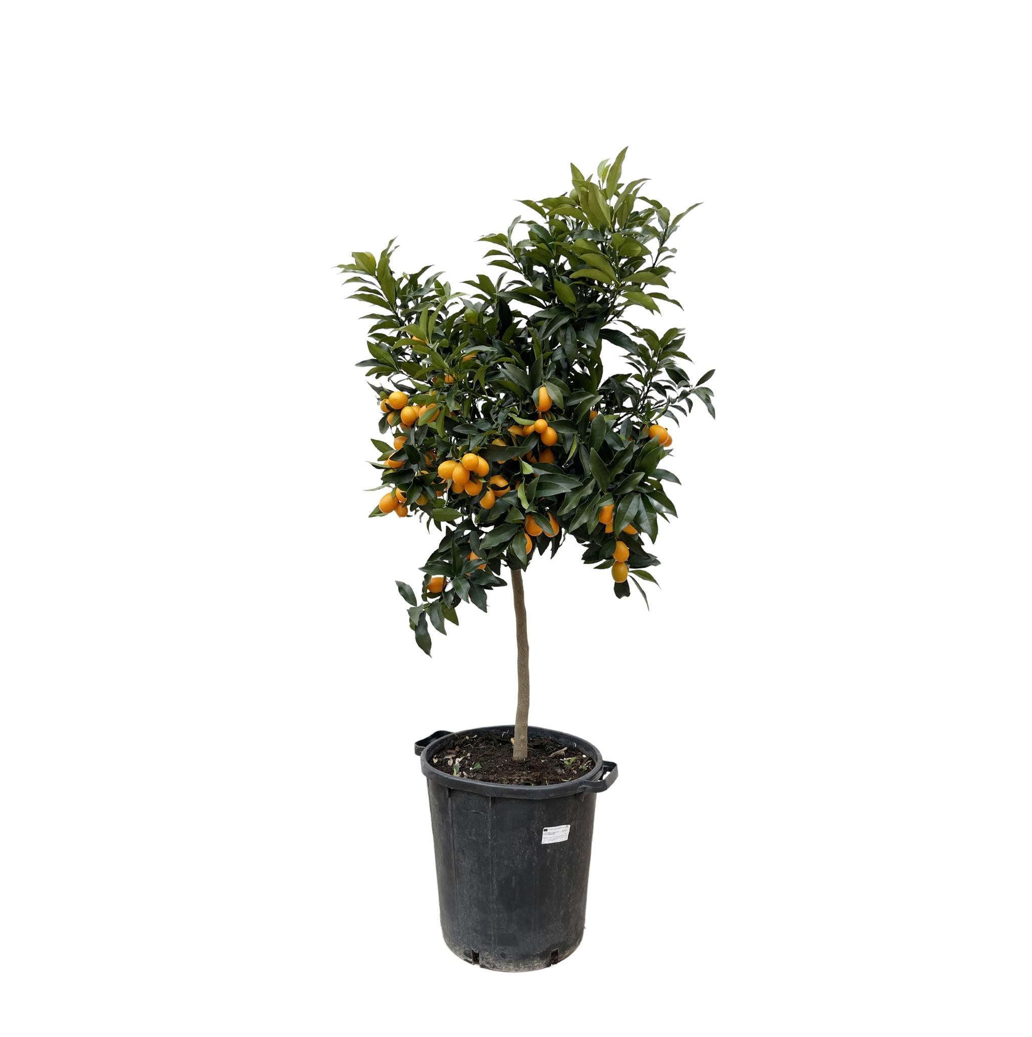 Kumquatbaum Fortunelle - Citrus Kumquat - 150 cm - ø40