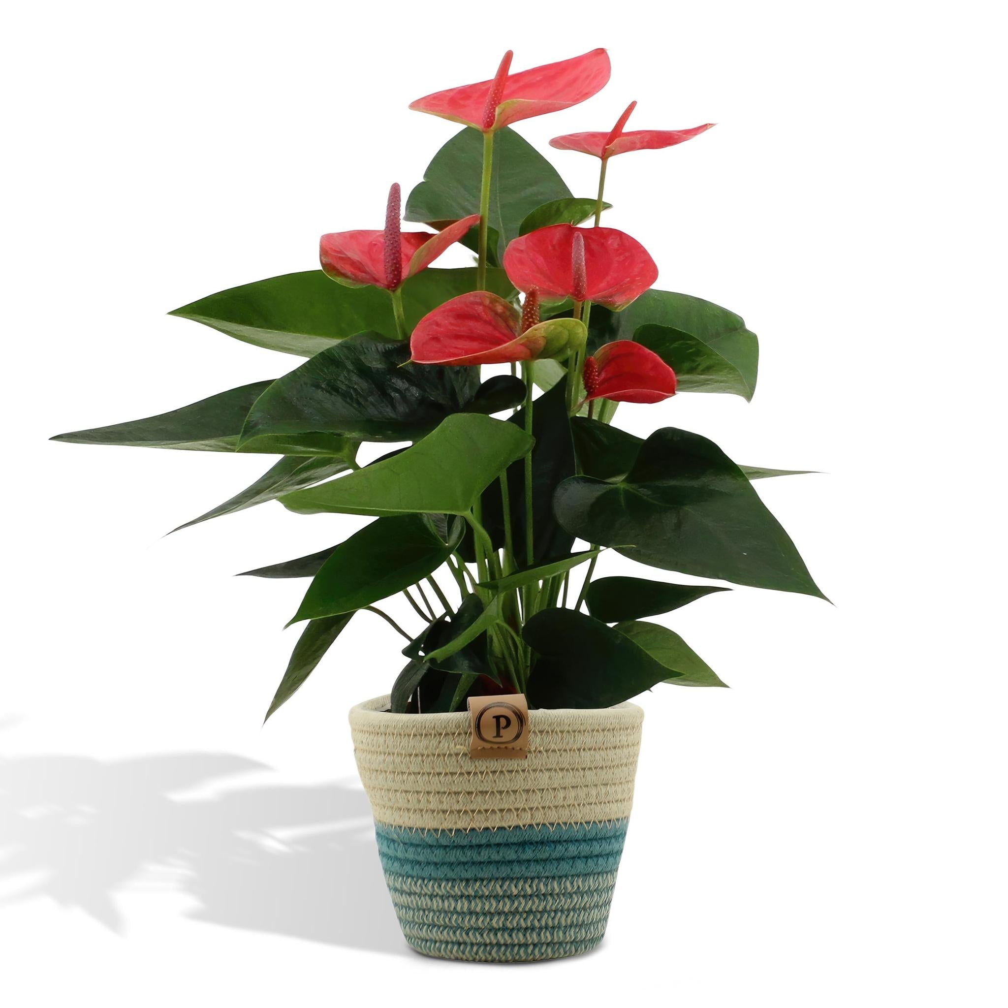 Anthurium andreanum Sweet Dream incl. PURE Korb - 45cm - Ø12