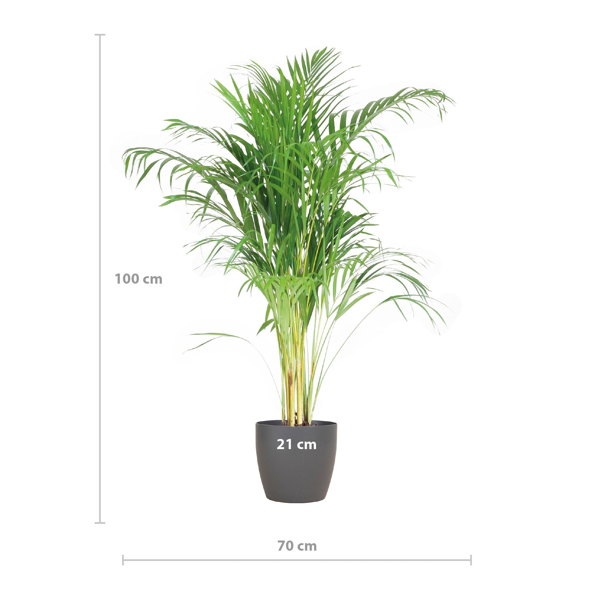 Arecapalme - Dypsis mit Viber Topf Grau - 100cm - Ø21