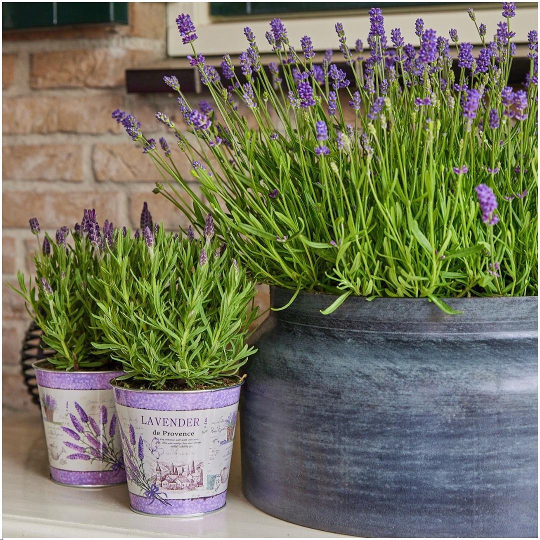 Lavandula stoechas Anouk® im Dekotopf 'Lavenderprint' - 13 cm Topf - 3er-Set FranzÃ¶sischer Lavendel im Dekotopf