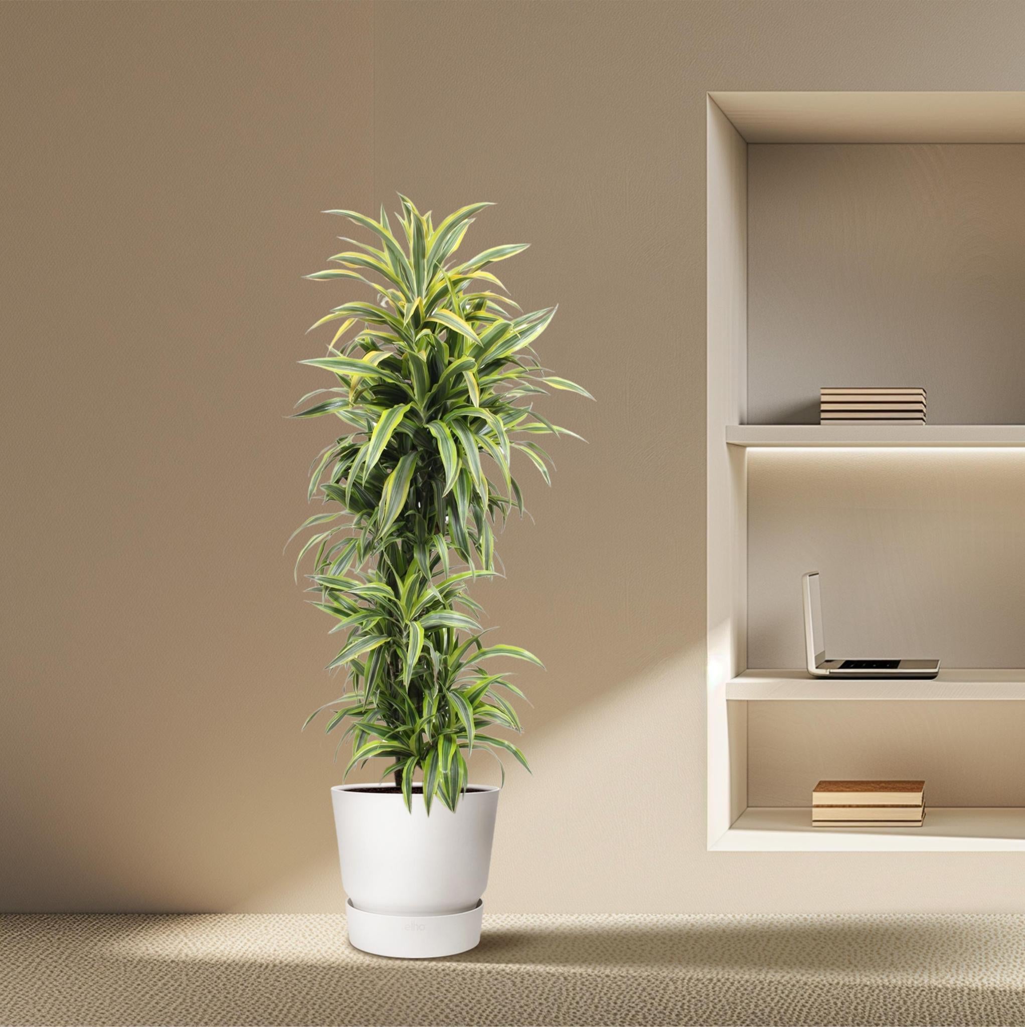 Dracaena Citroen Limoen - 170 cm - ø34