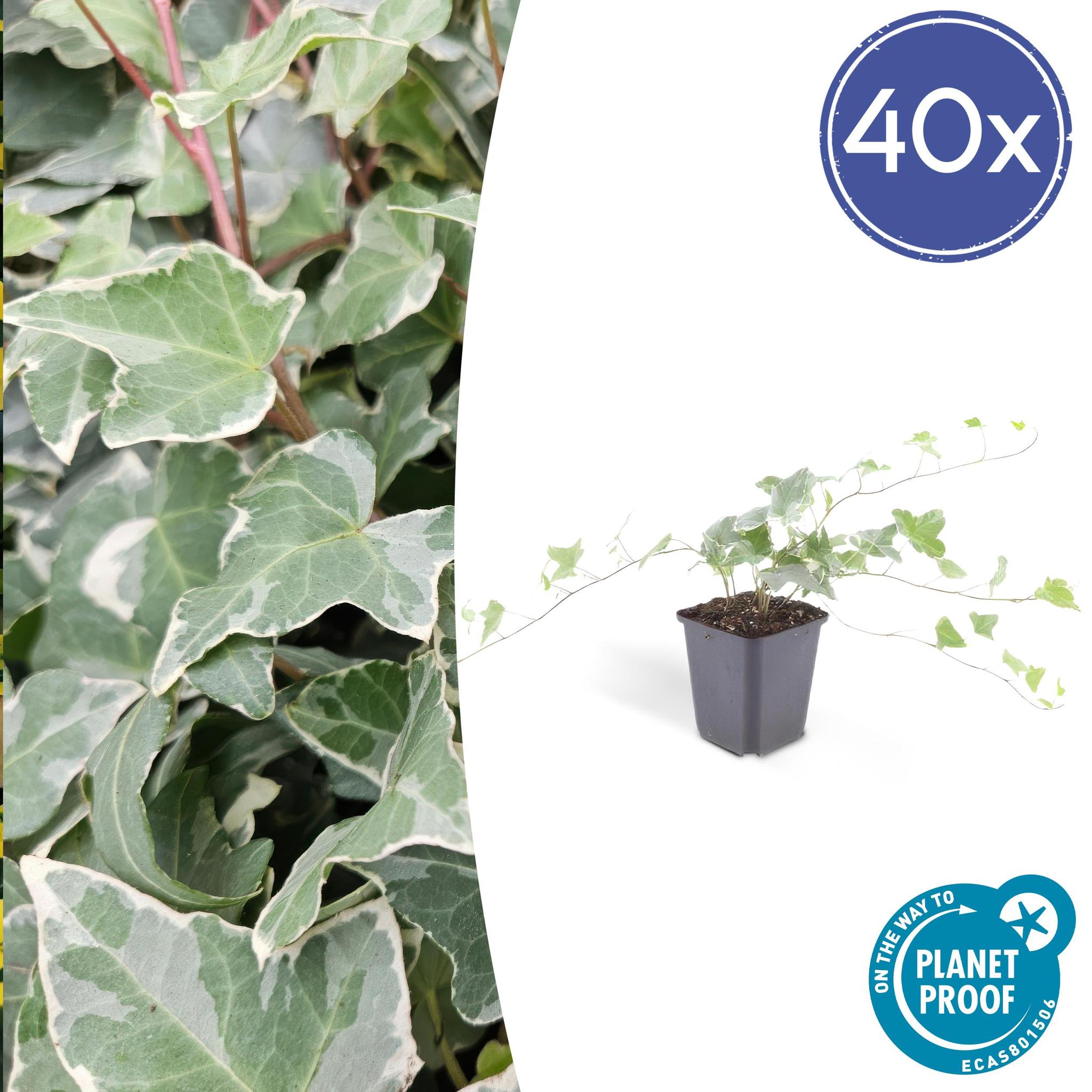 Efeu Glacier - Hedera Helix 'Glacier' - ↕25cm - Ø9cm - 6x - 40 Stück