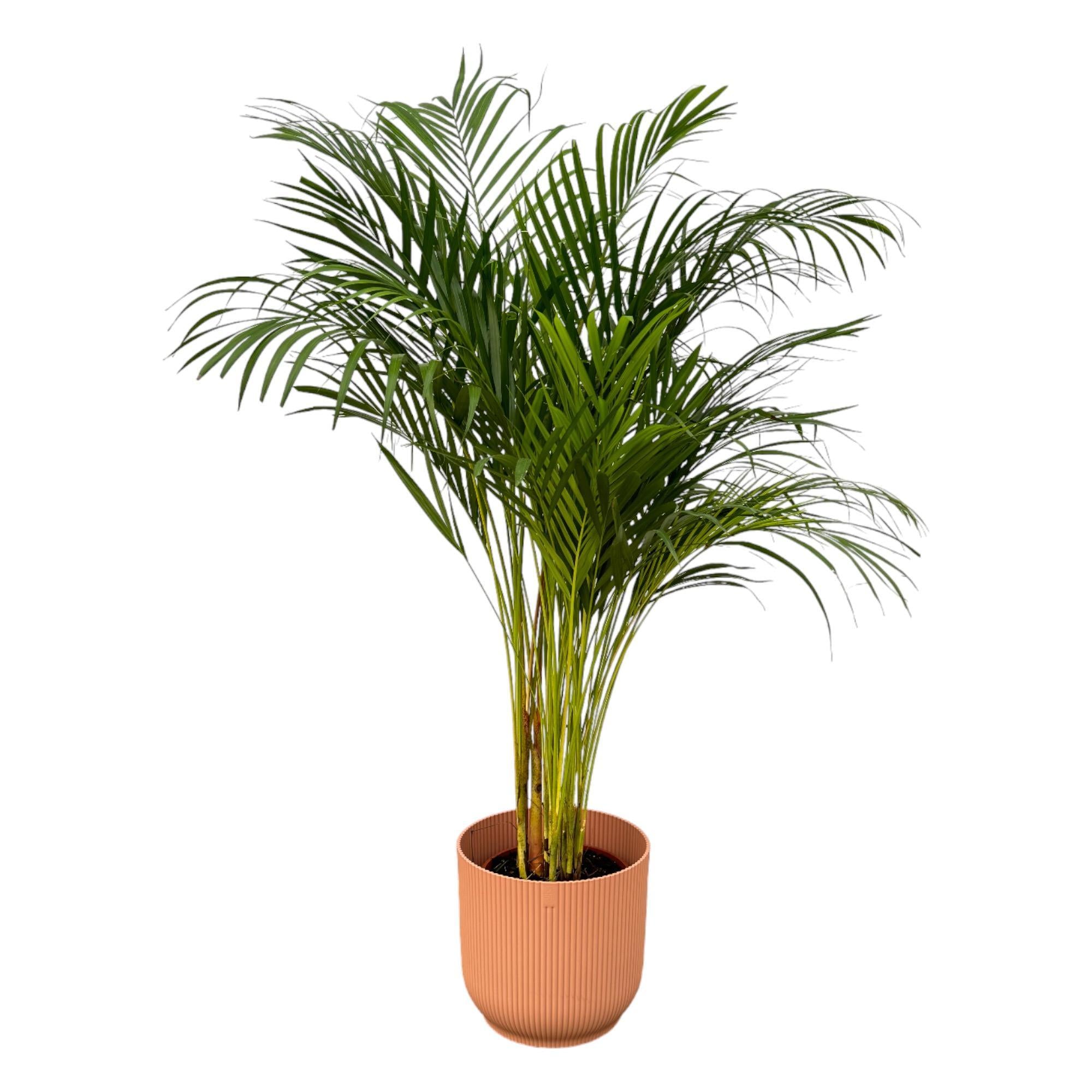 Areca palm - ↨130cm - Ø24cm inclusief elho Vibes Fold Rond roze D30xH27