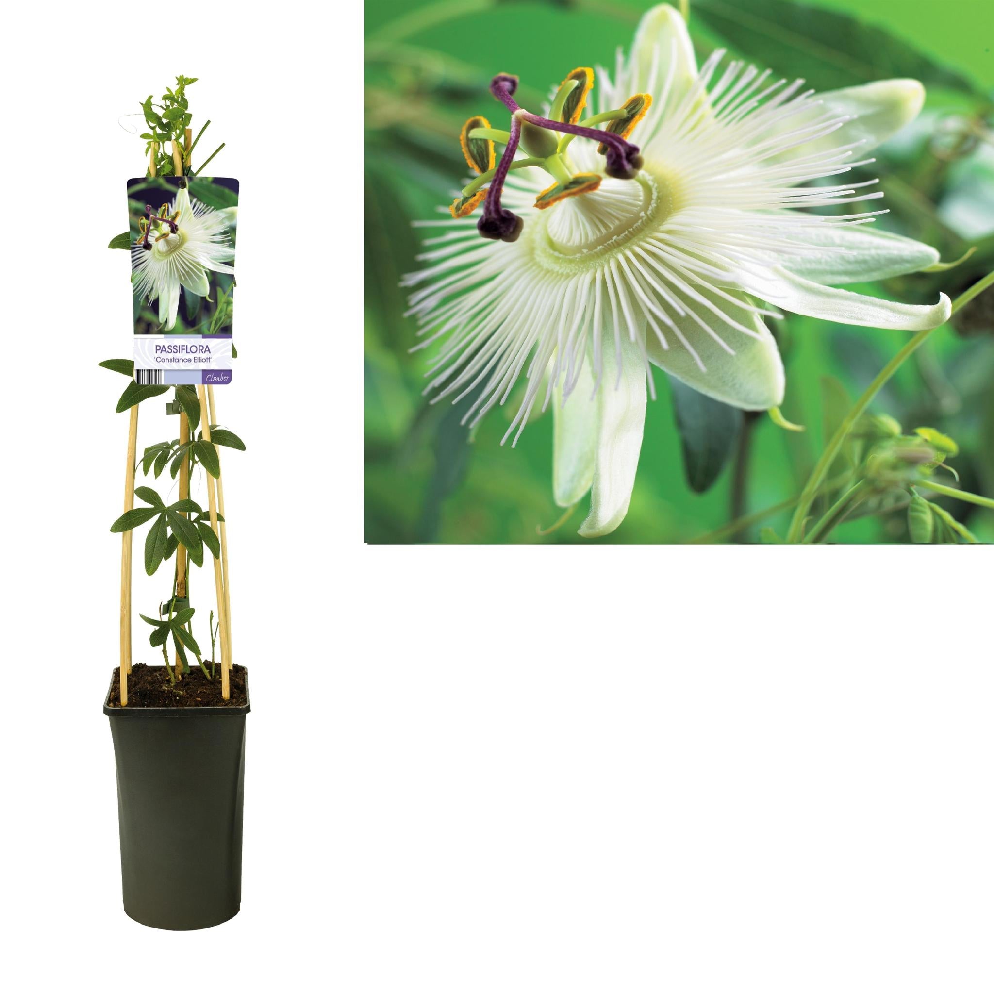 Passiflora 'Constance Elliott' +lichtlabel