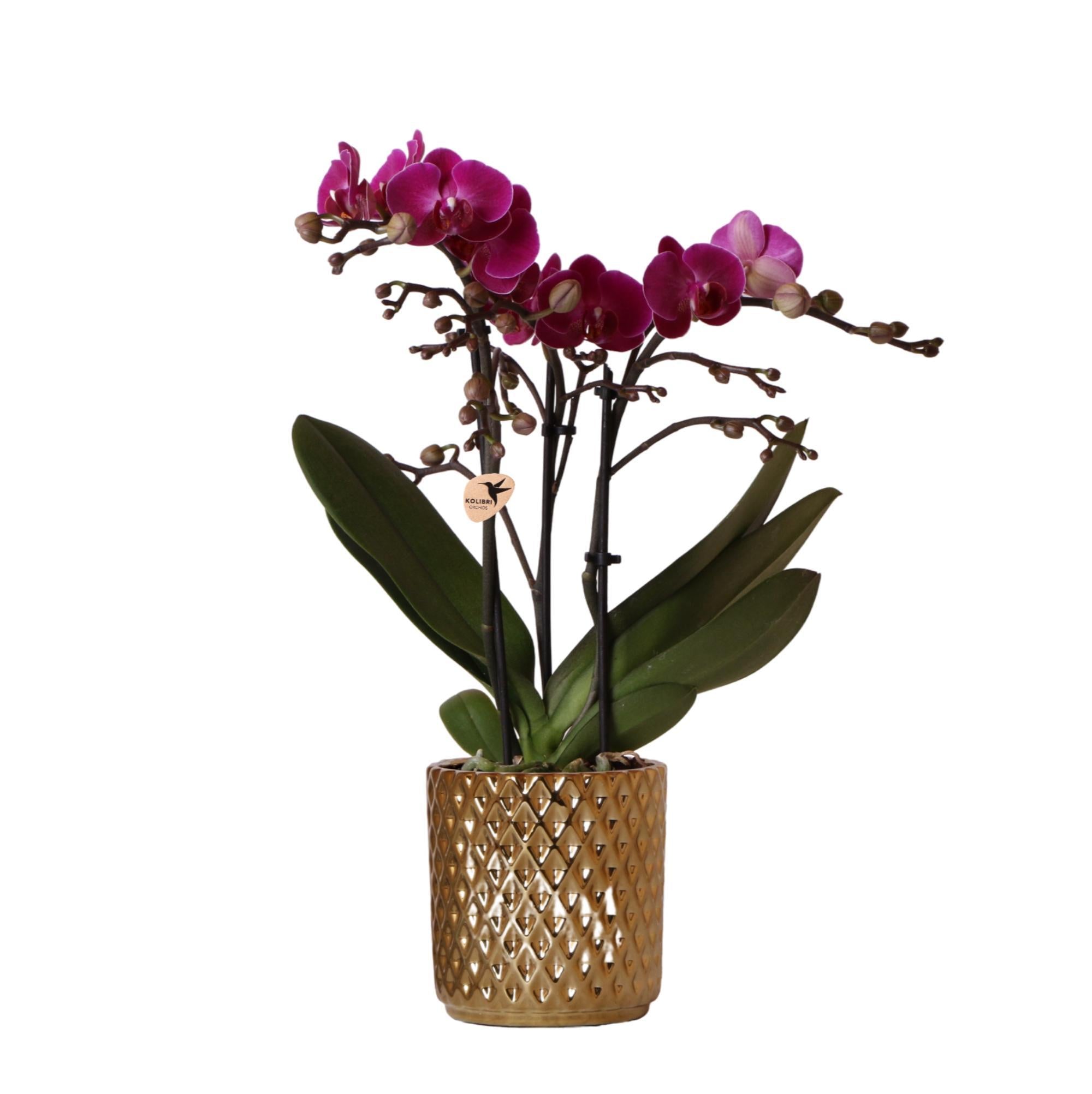 Kolibrie-orchideeën | paarse Phalaenopsis orchidee - Morelia + diamant sierpot goud - potmaat Ø9cm - 35cm hoog | bloeiende kamerplant - vers van de veredelaar