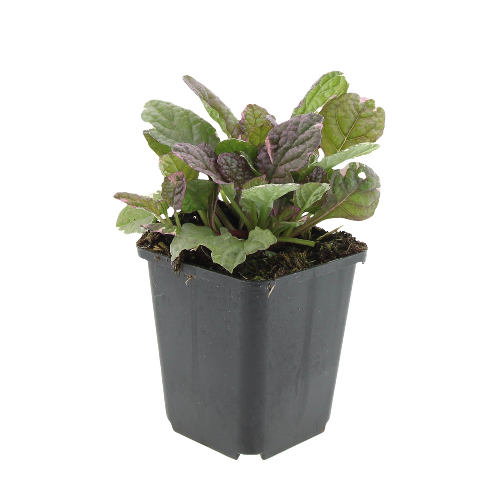 Kriechender Günsel - Ajuga reptans 'Burgundy Glow' - ↕25cm - Ø9cm - 6 Stück