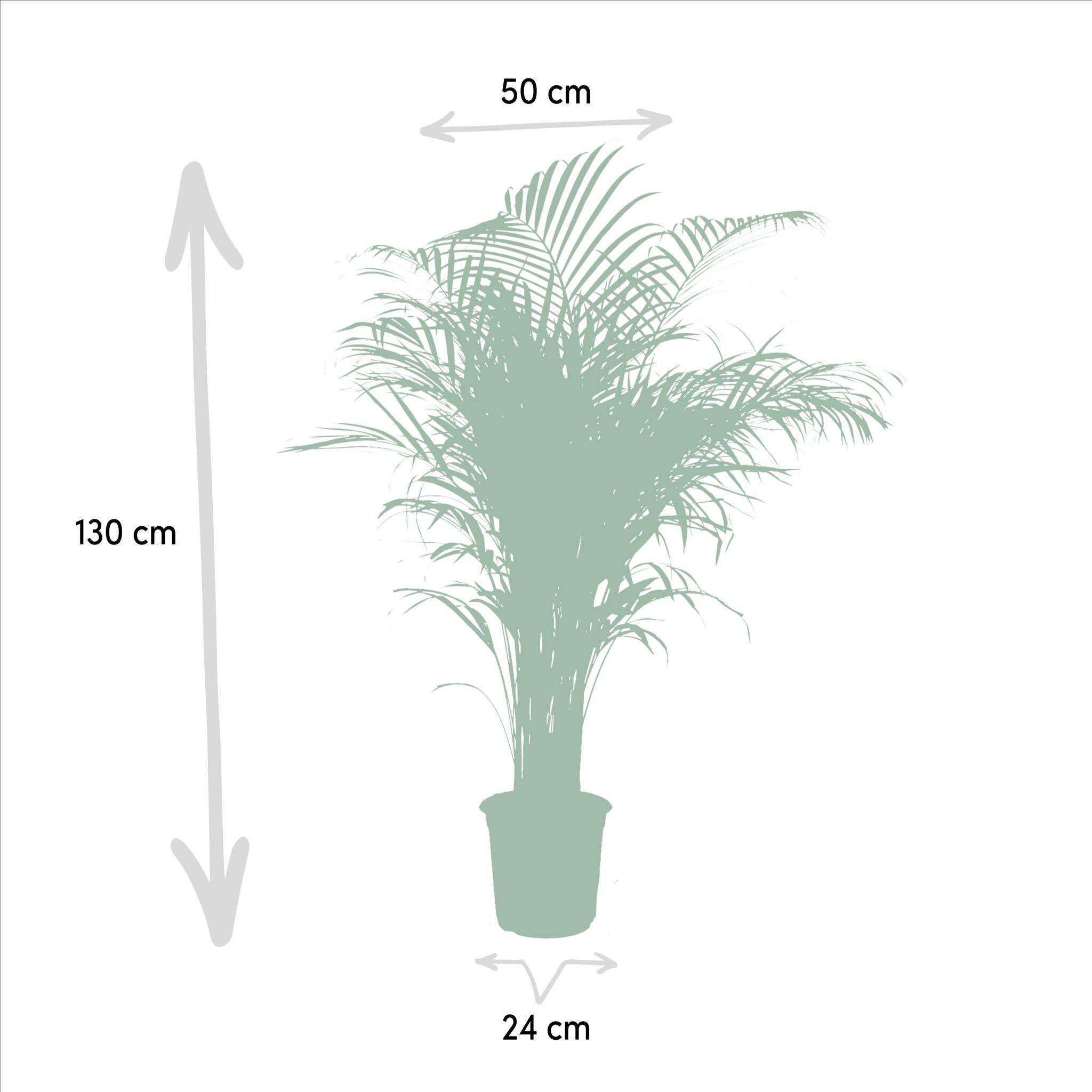 Arecapalme Dypsis lutescens - Ø24cm - ↕130cm