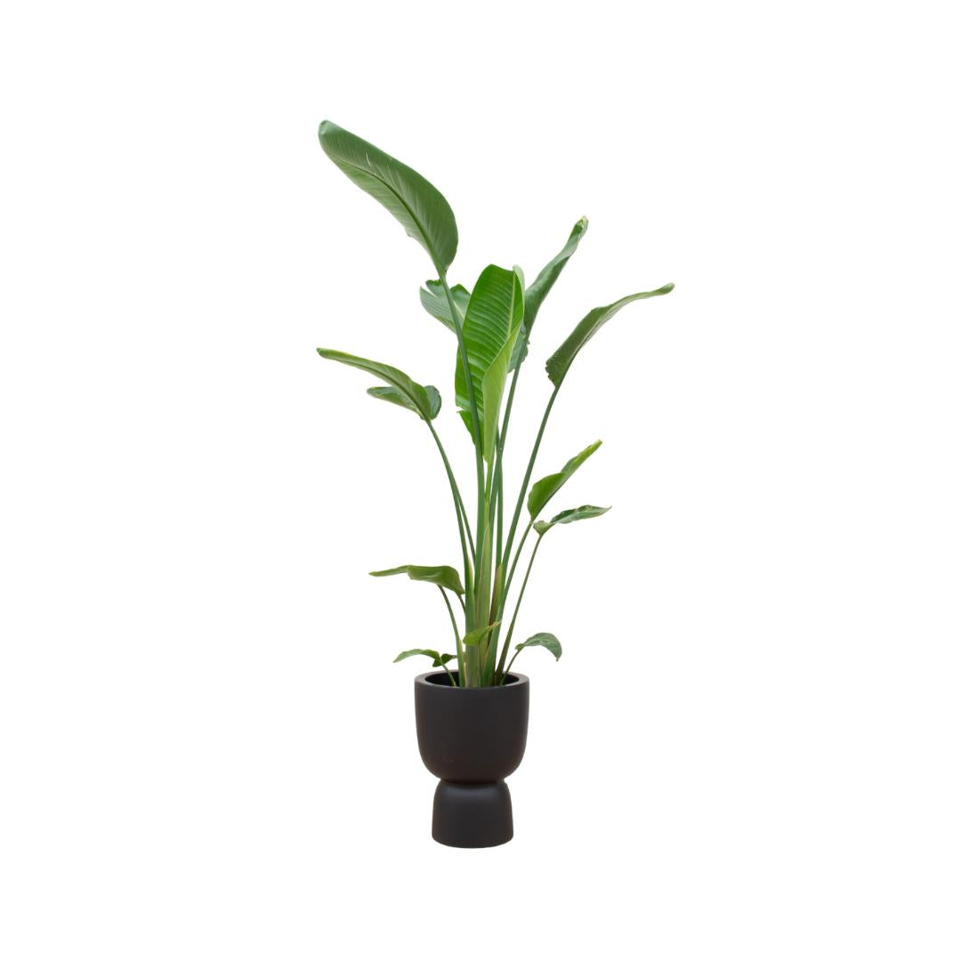 Strelitzia Augusta multi stam inclusief elho Pure Coupe Topf schwarz Ø35 - 210 cm