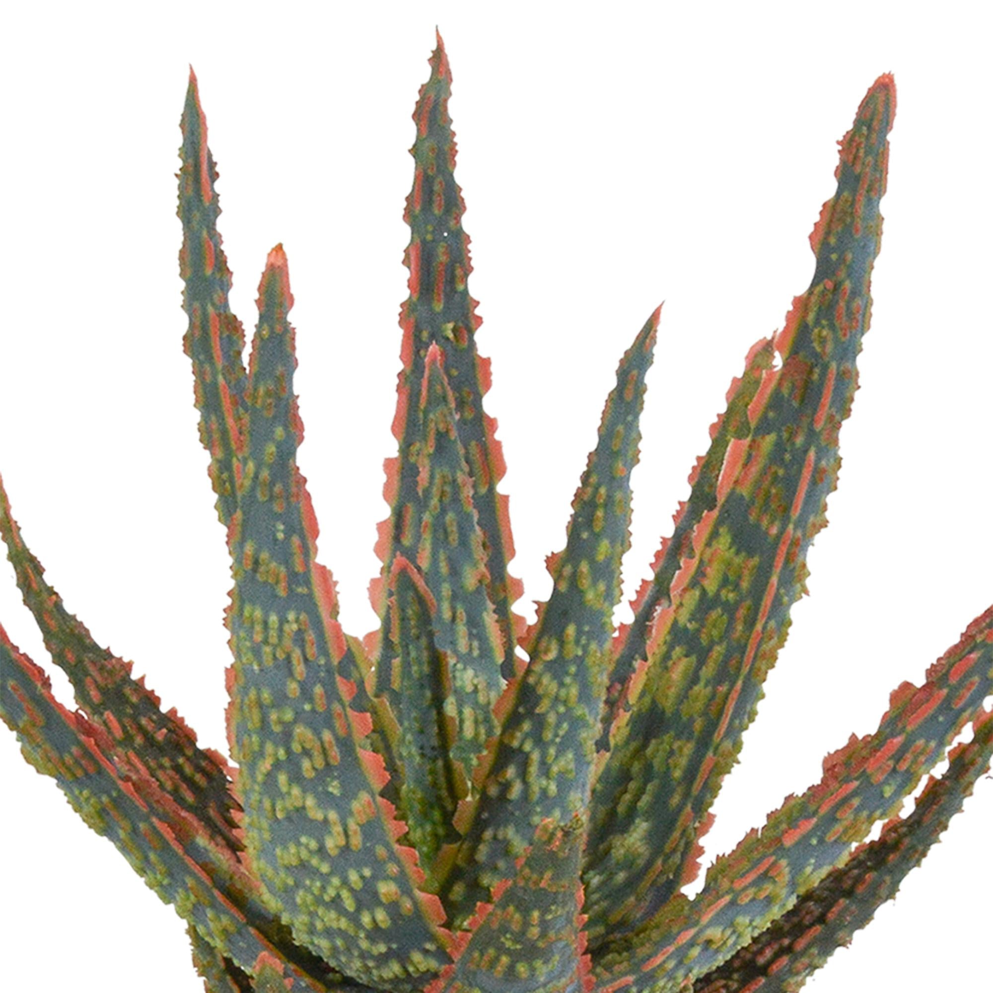 Aloe Zebrina Dannyz 10,5cm - in weißen Topf