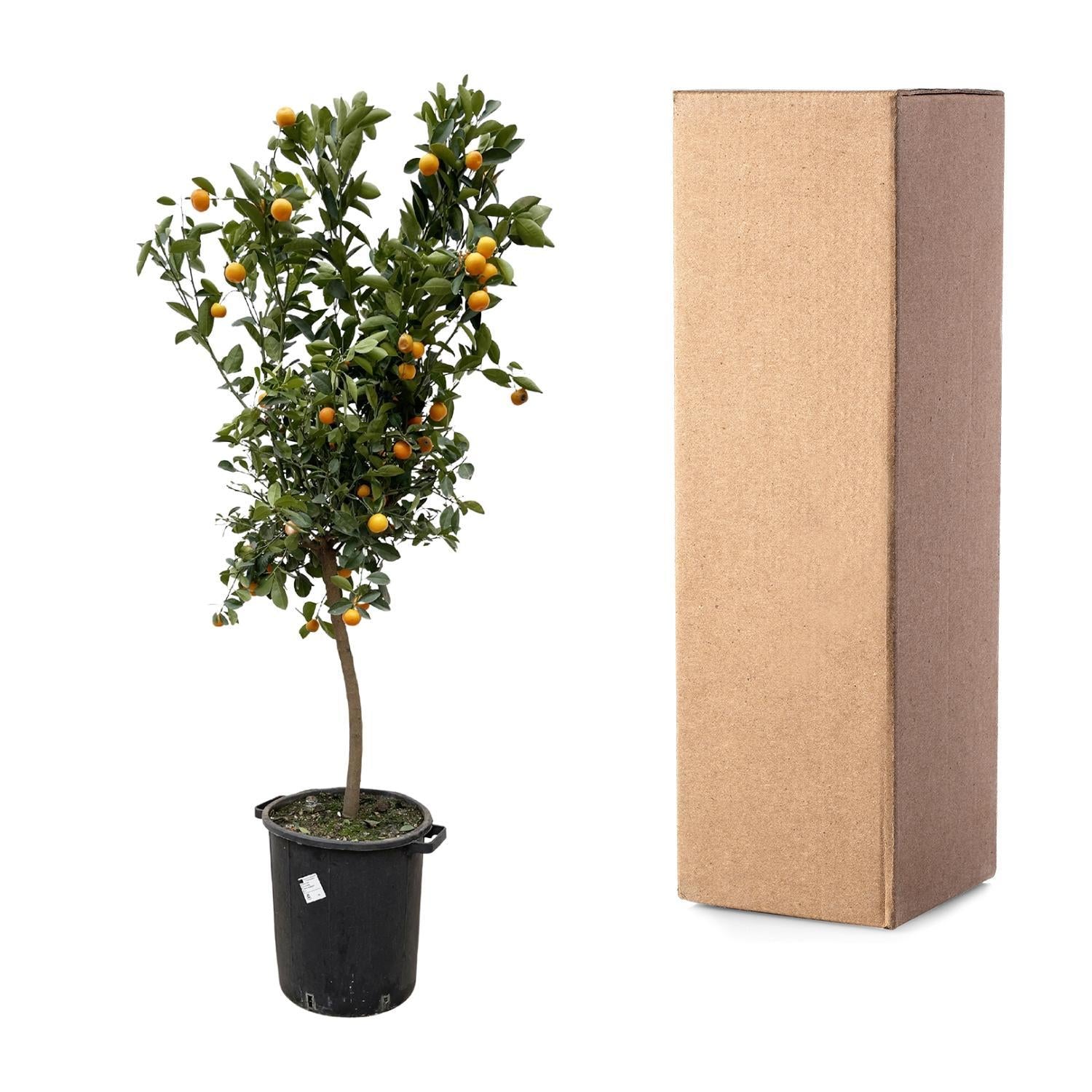 Orangenbaum Mini -Citrus Calamondin Orange - 200 cm - ø40