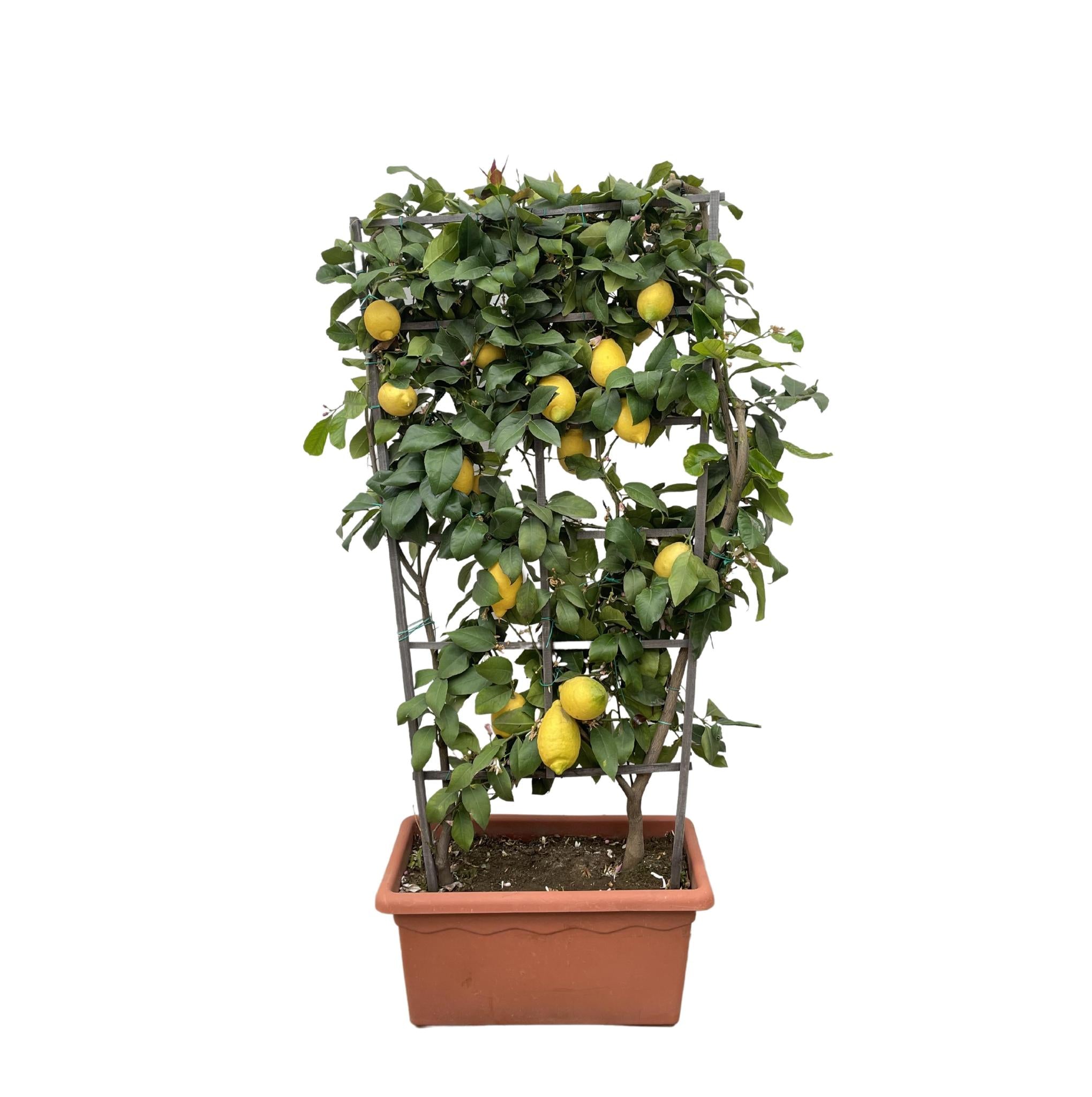 Zitronenranke - Citrus Lemon - Zitrone auf Ranken - 160cm - ø60