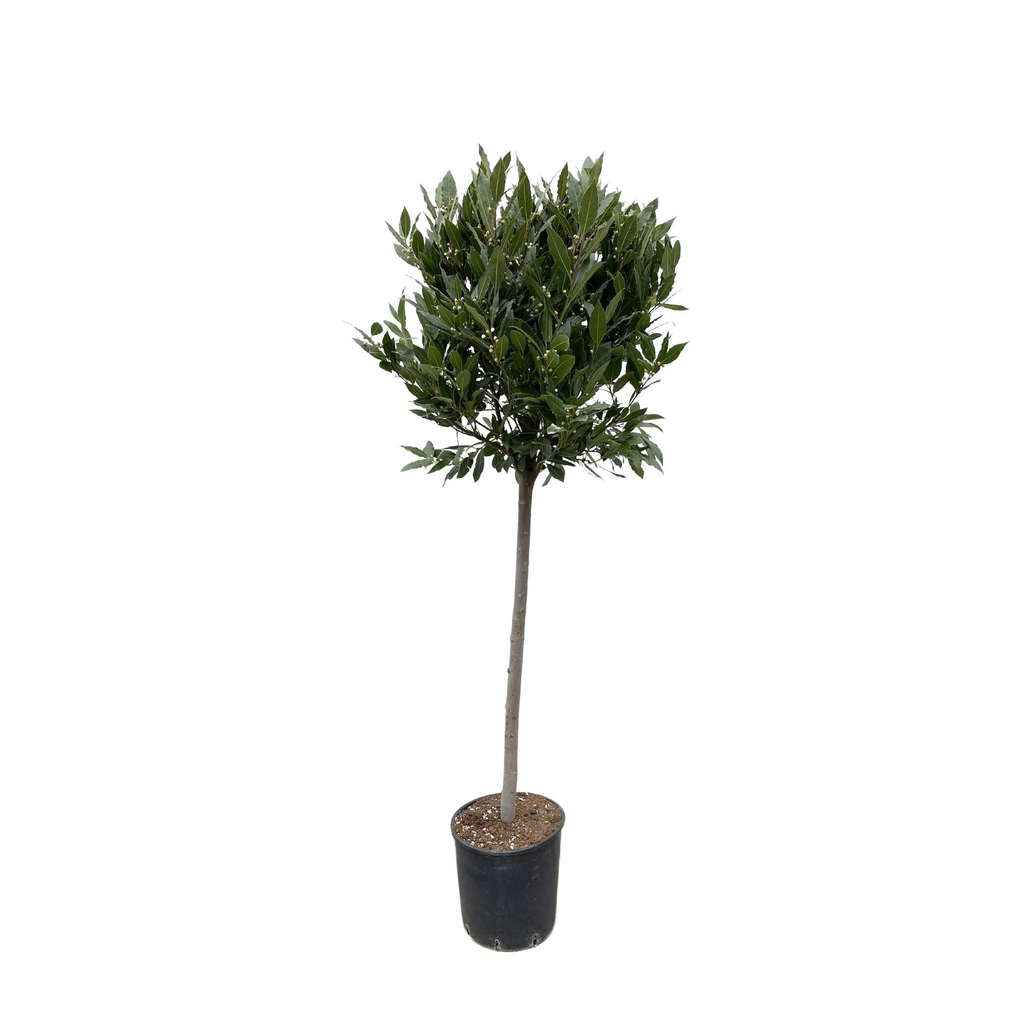 Lorbeerbaum - Laurus Nobilis Stamm – 210 cm – ø40