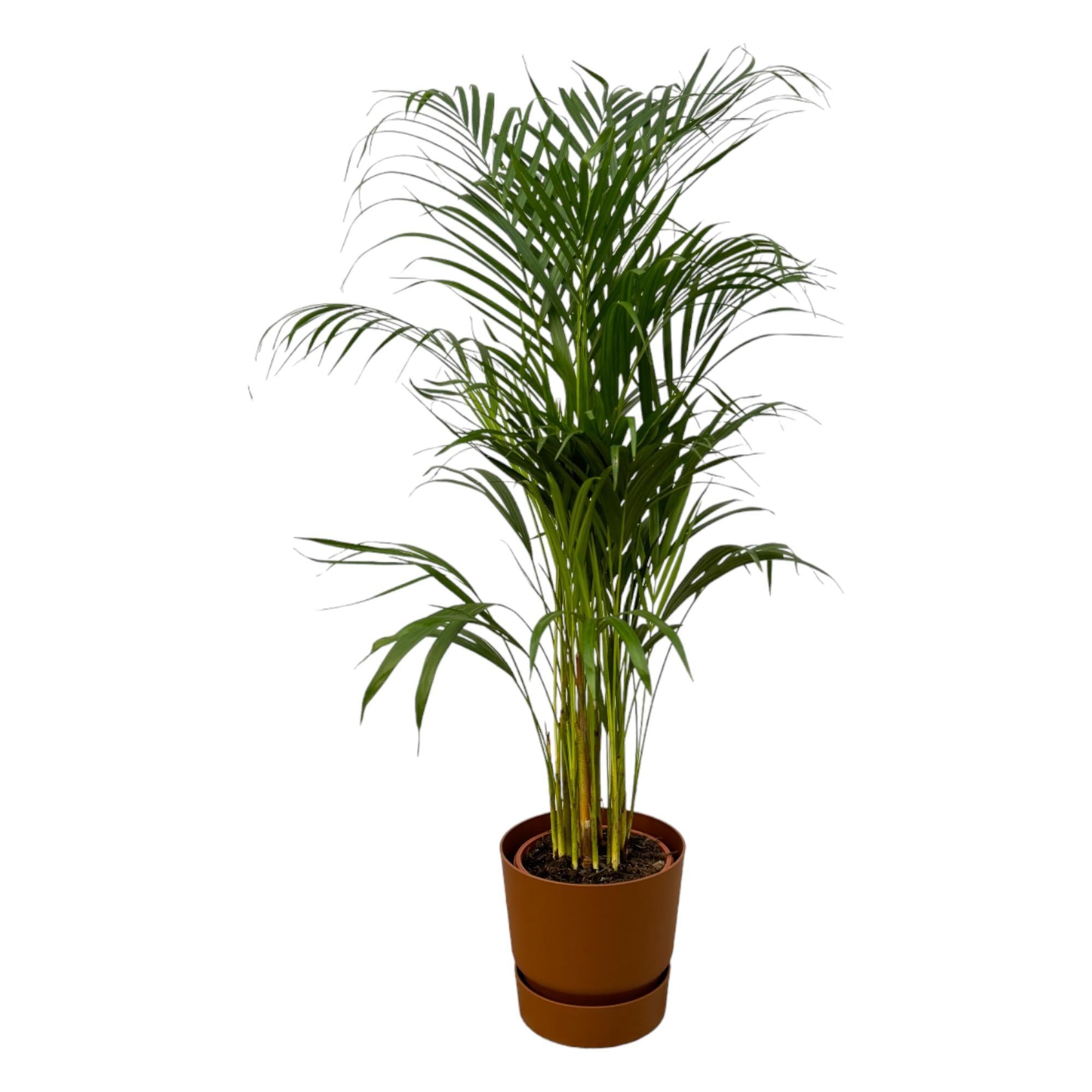 Arecapalme Dypsis lutescens – ↨110 cm – Ø21 cm inklusive elho Greenville Round Topf braun D24xH23