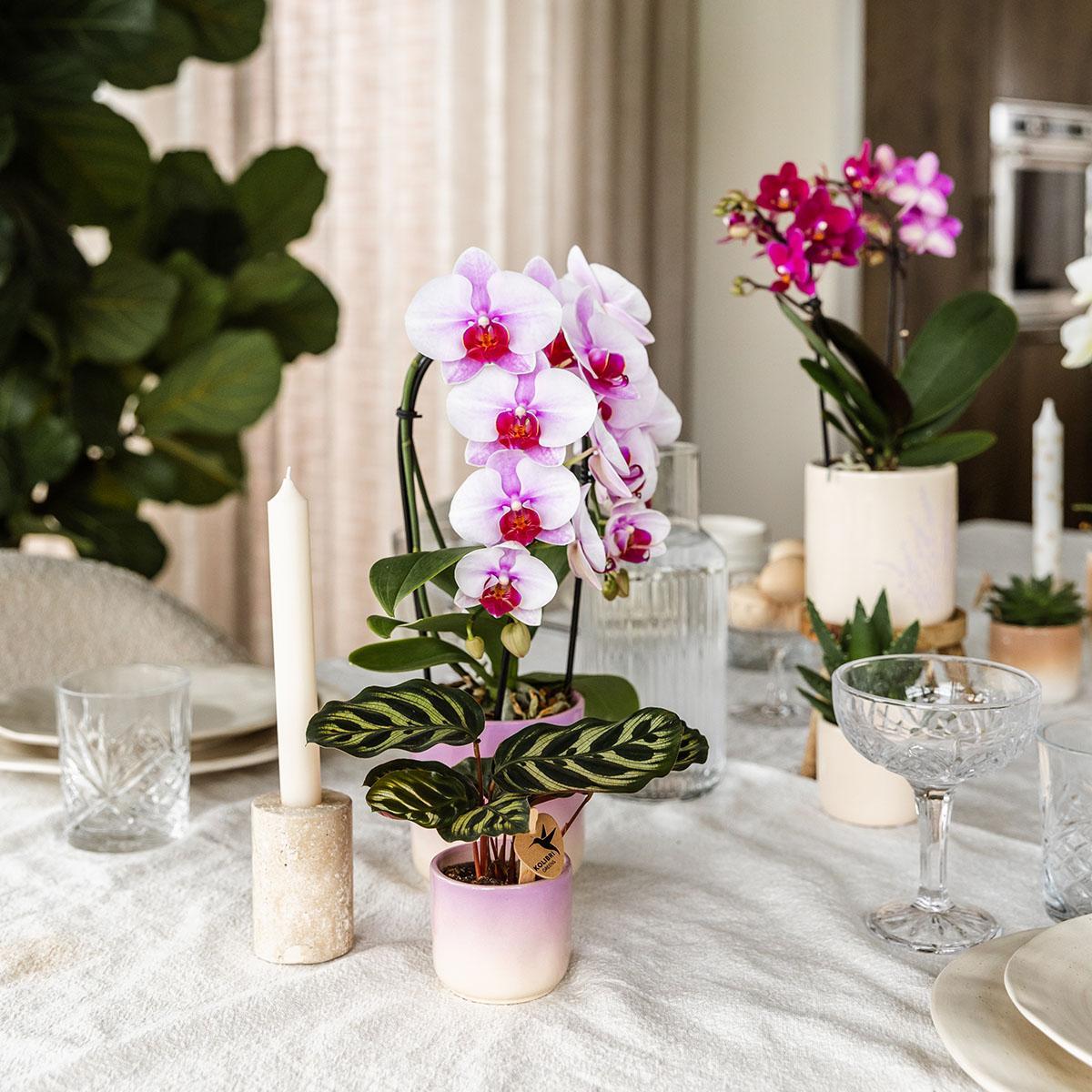 Orchidee Niagara Fälle - Rosa Orchidee Niagara Falls + Gradience Blumentopf Pink - Topfgröße Ø9cm | Blühende Zimmerpflanze - Frisch vom Züchter