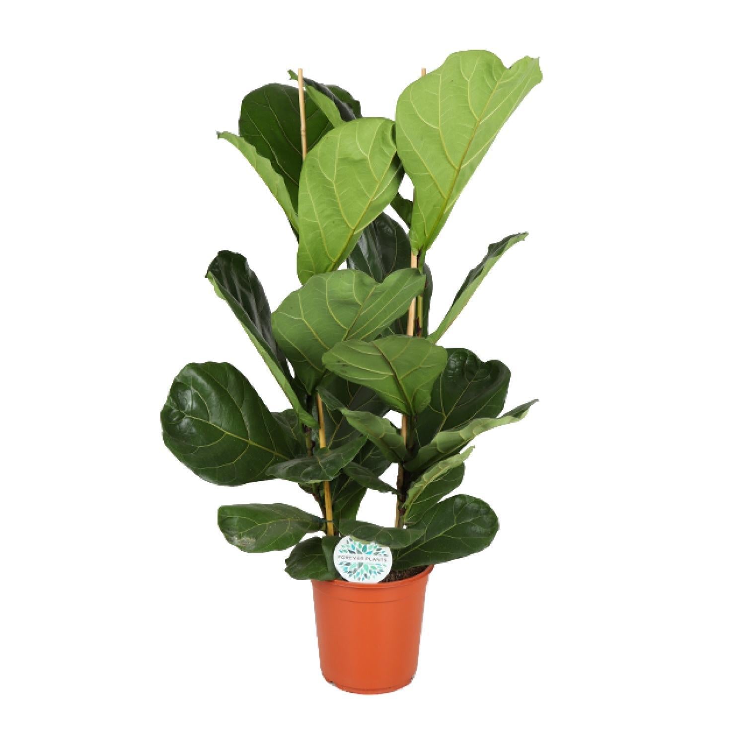 Geigenfeige - Ficus Lyrata - Ø24cm - ↕110cm