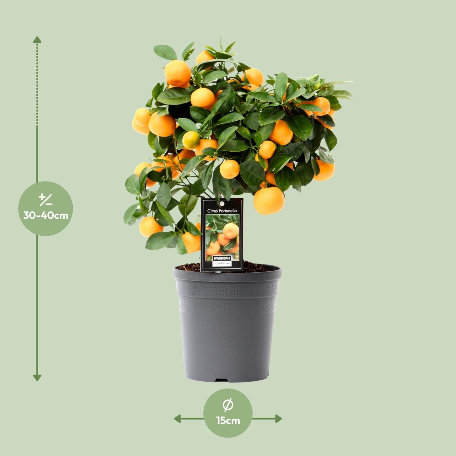 Orangenbaum Mini - Citrus Calamondin - Ø15cm - ↕40cm