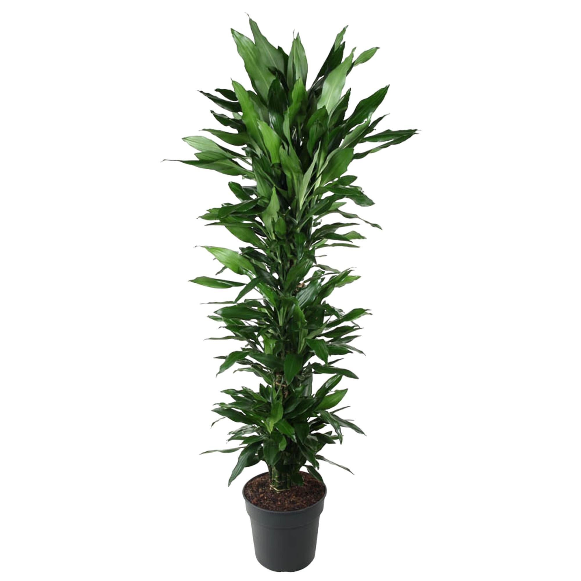 Drachenbaum Janet Lind - Dracaena Janet Lind verzweigt - 170 cm - ø34