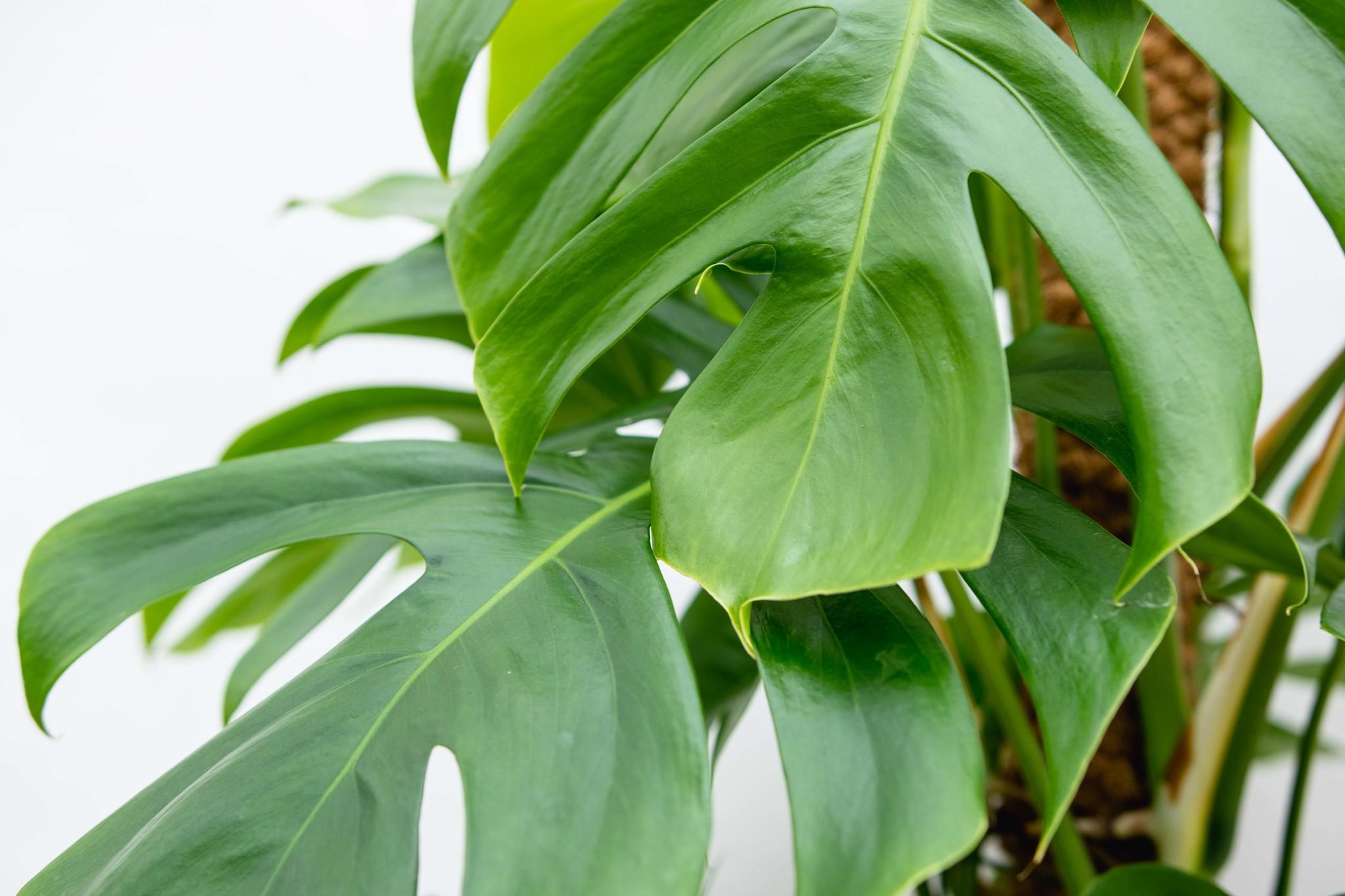 Monstera Deliciosa XXL - 225cm - ⌀40