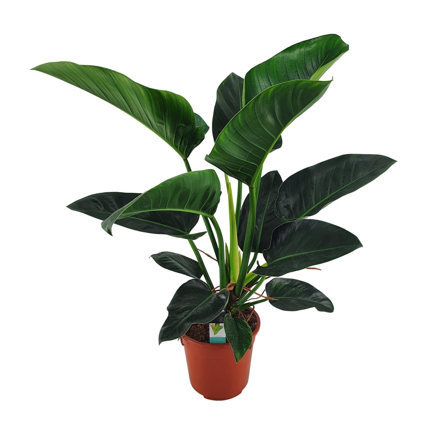 Baumfreund - Philodendron Congo Millions - Ø27cm - ↕100cm