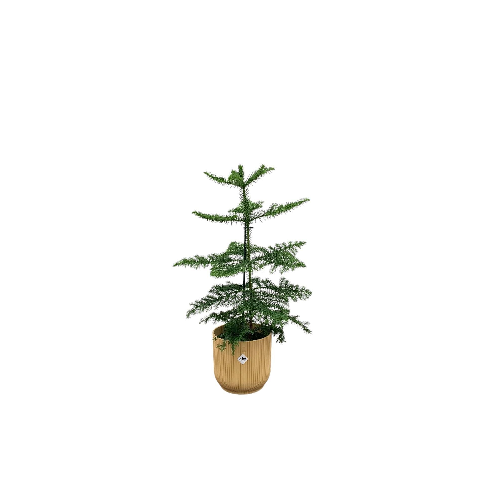 Araucaria (kamerden) inclusief elho Vibes Fold Round Topf ocker Ø18 - 60 cm