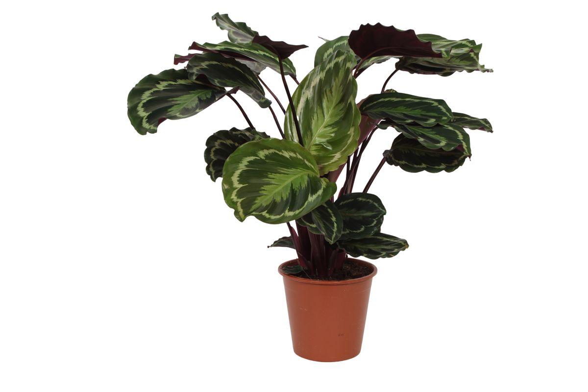 Calathea Medallion - Korbmarante - 80 cm - Ø19cm