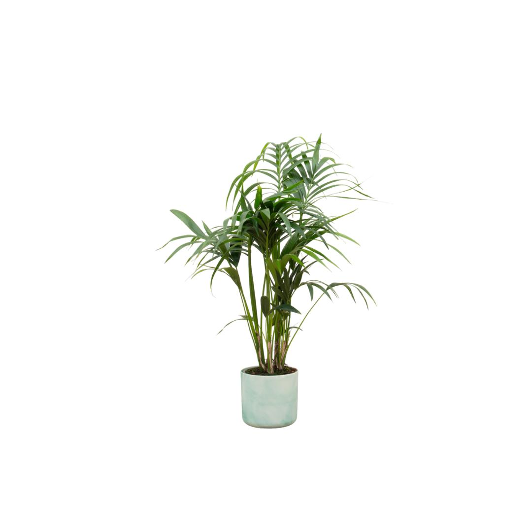 Kentia Palme inklusive elho Ocean Round Topf pacifisch grün Ø22 - 130 cm