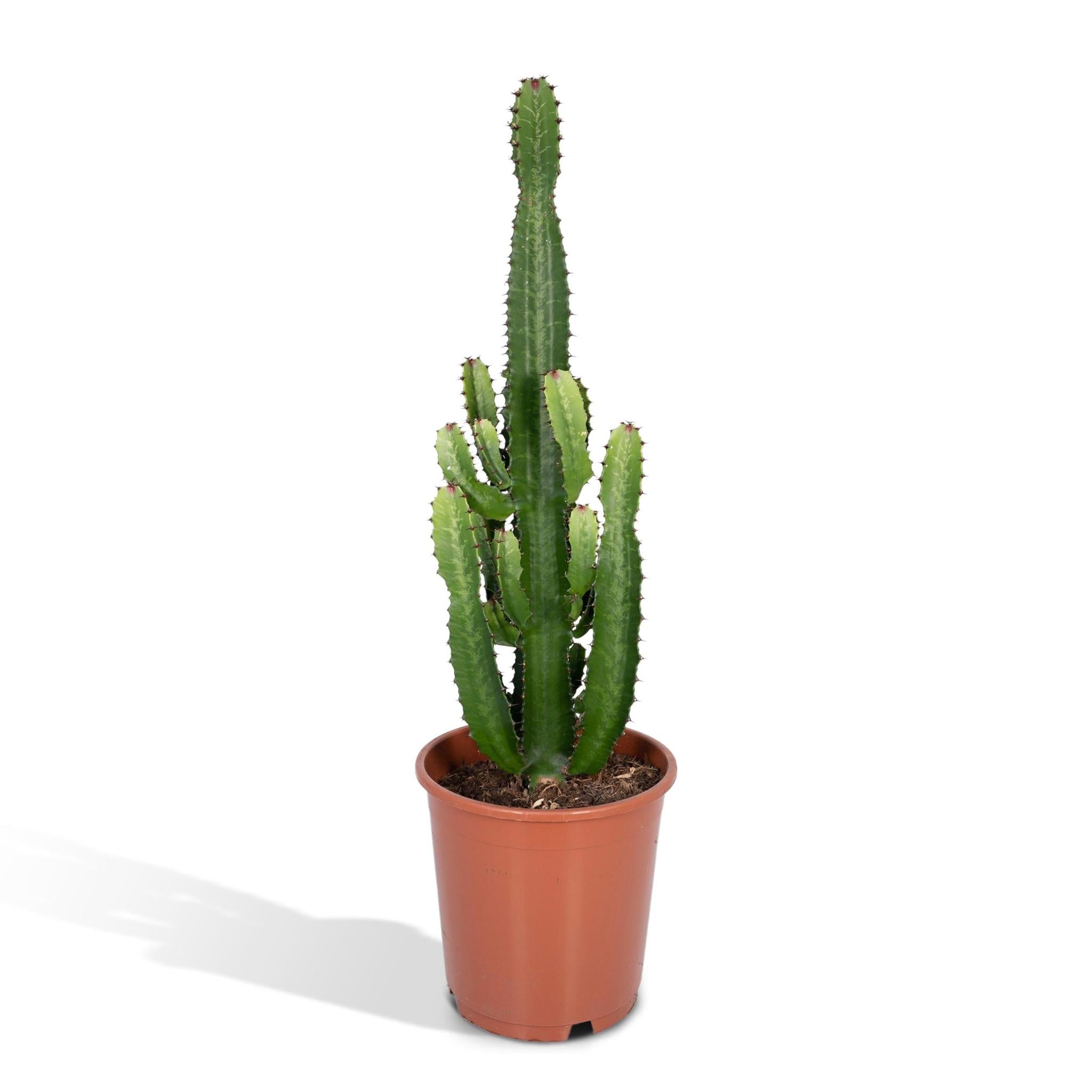 Weihnachtsstern Euphorbia Acrurensis - Ø24 - ↨60cm