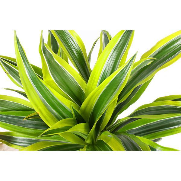 Drachenbaum Lemon Lime - Dracaena Lemon Lime Ø21cm - ↕65cm in Boule Topf ANTRACIET