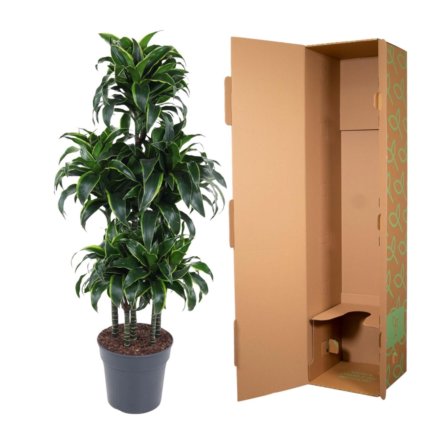 Drachenbaum Dorado - Dracaena Dorado Carrousel - 140 cm - ø31