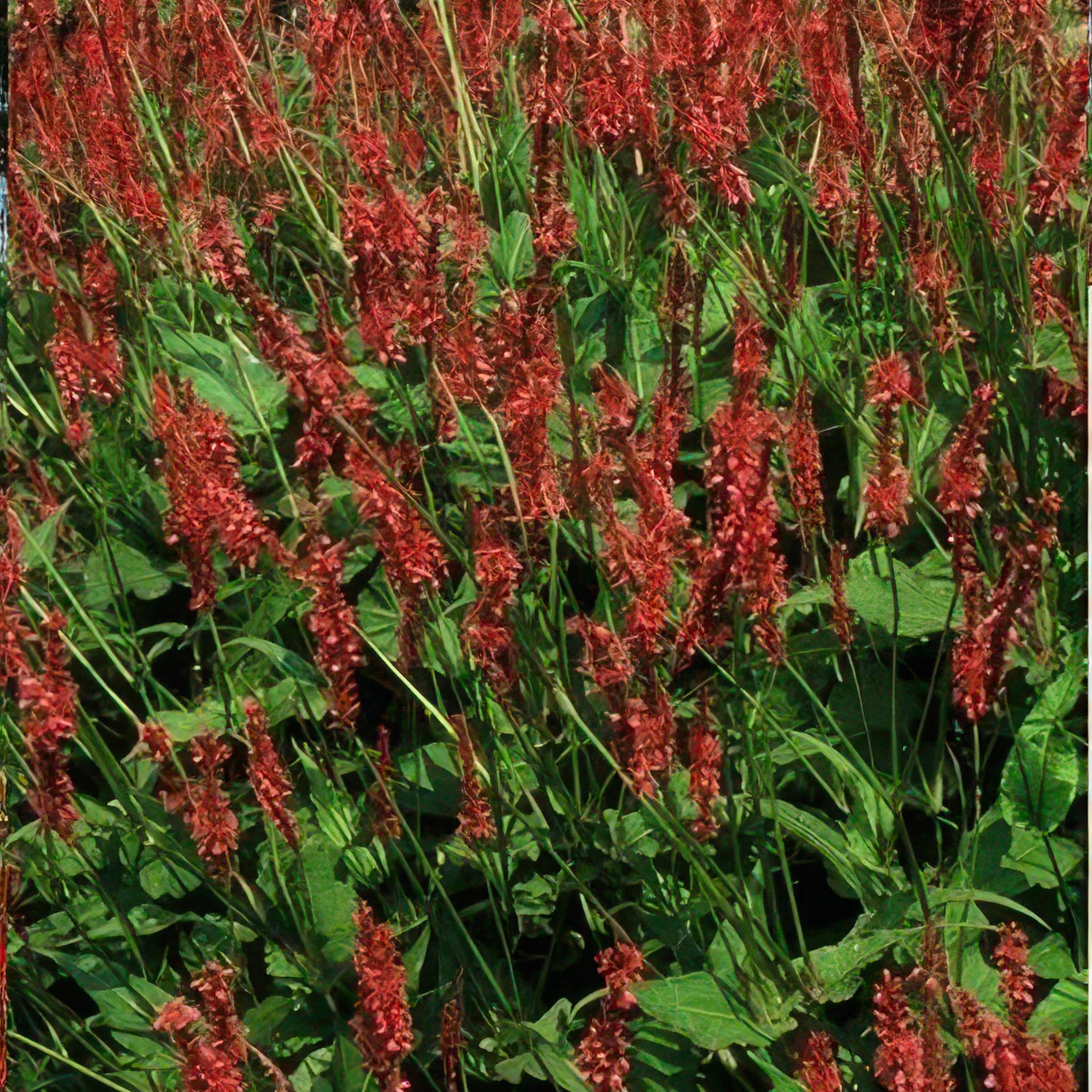 Kerzenknöterich - Persicaria amplexicaulis - ↕25cm - Ø9cm  - 12 Stück