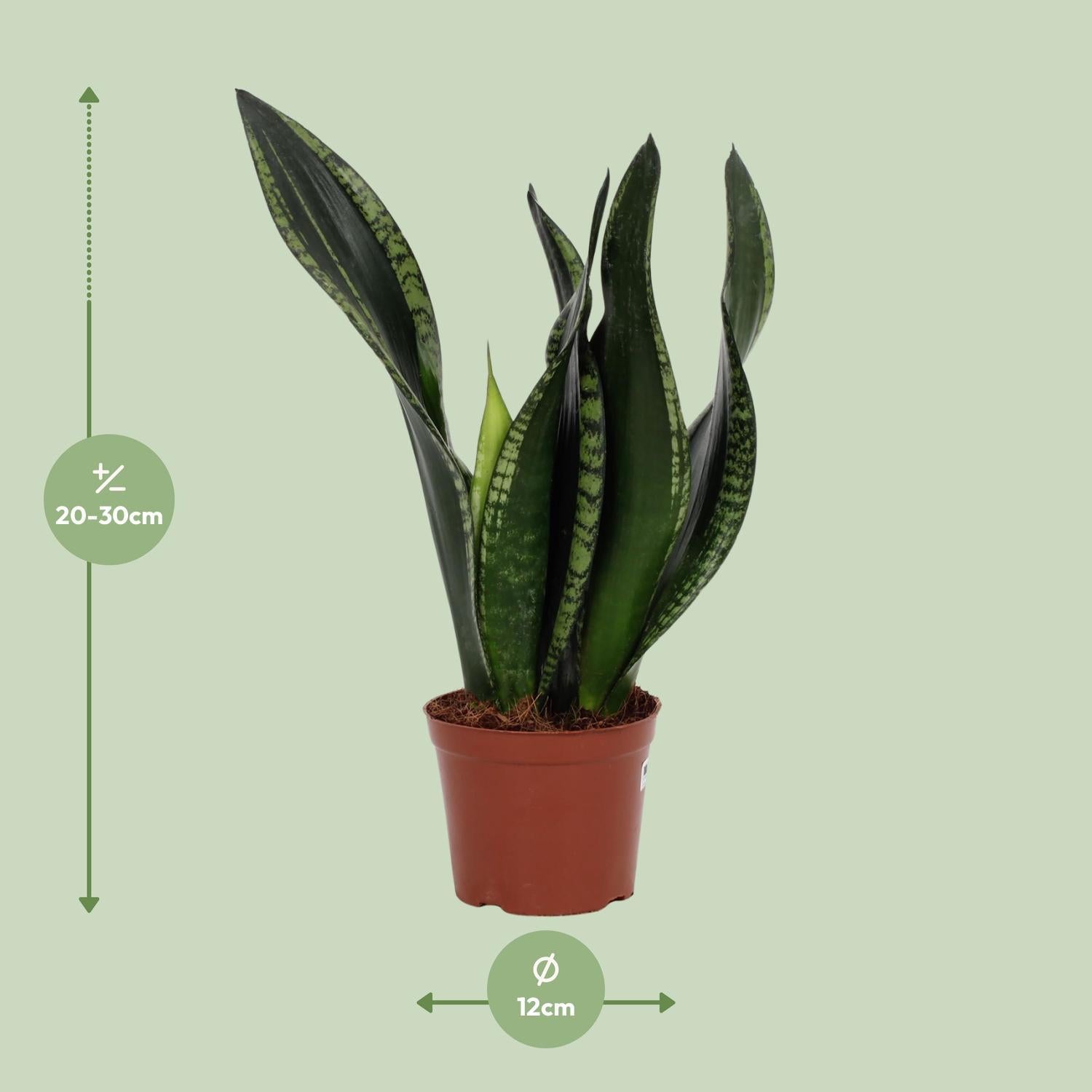 Sansevieria Whitney 12cm - Ø12cm - ↕27cm