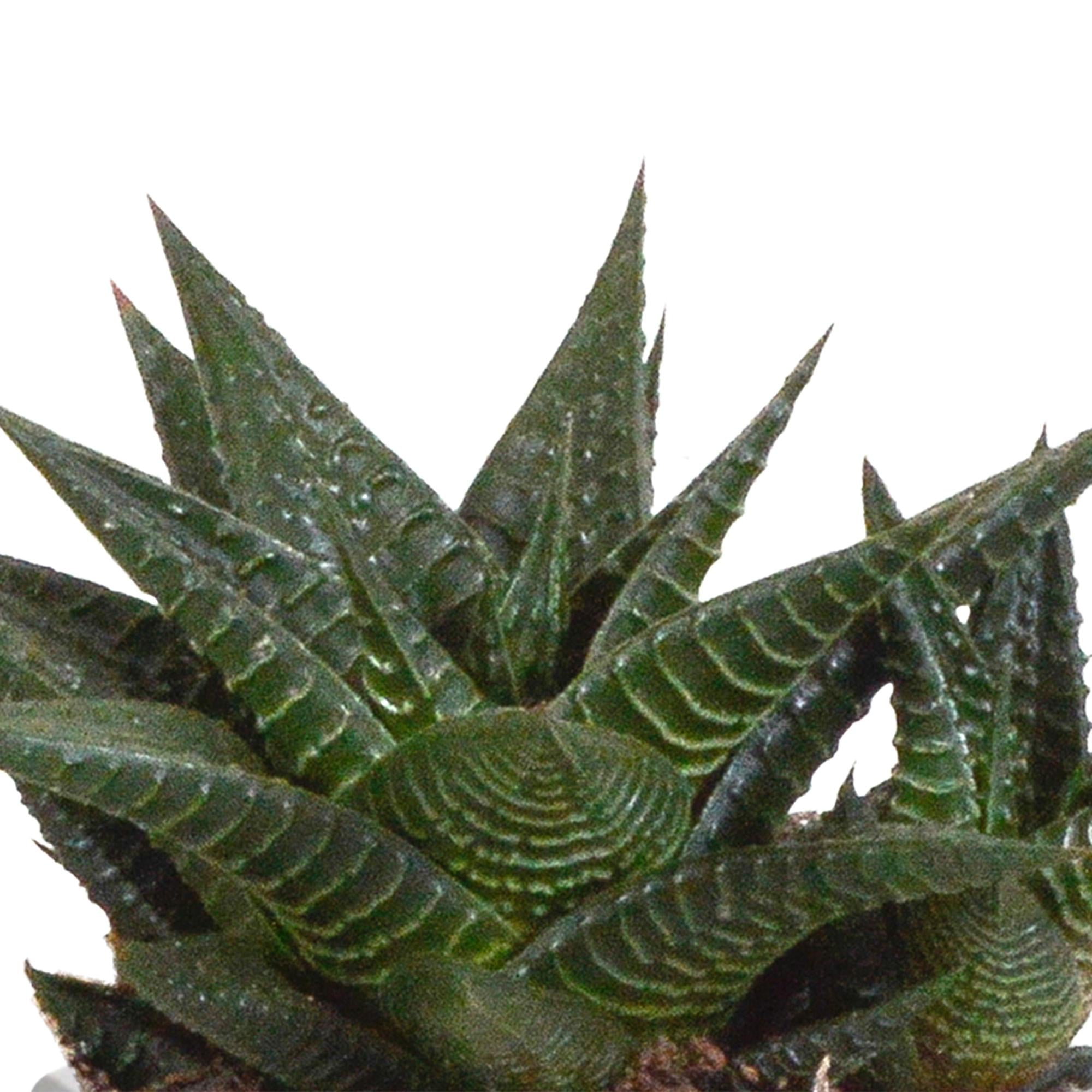 Pflanzen Mix - Gasteria/Haworthia-Mischung 8,5cm - im farbigen Mexikotopf   3 Stück