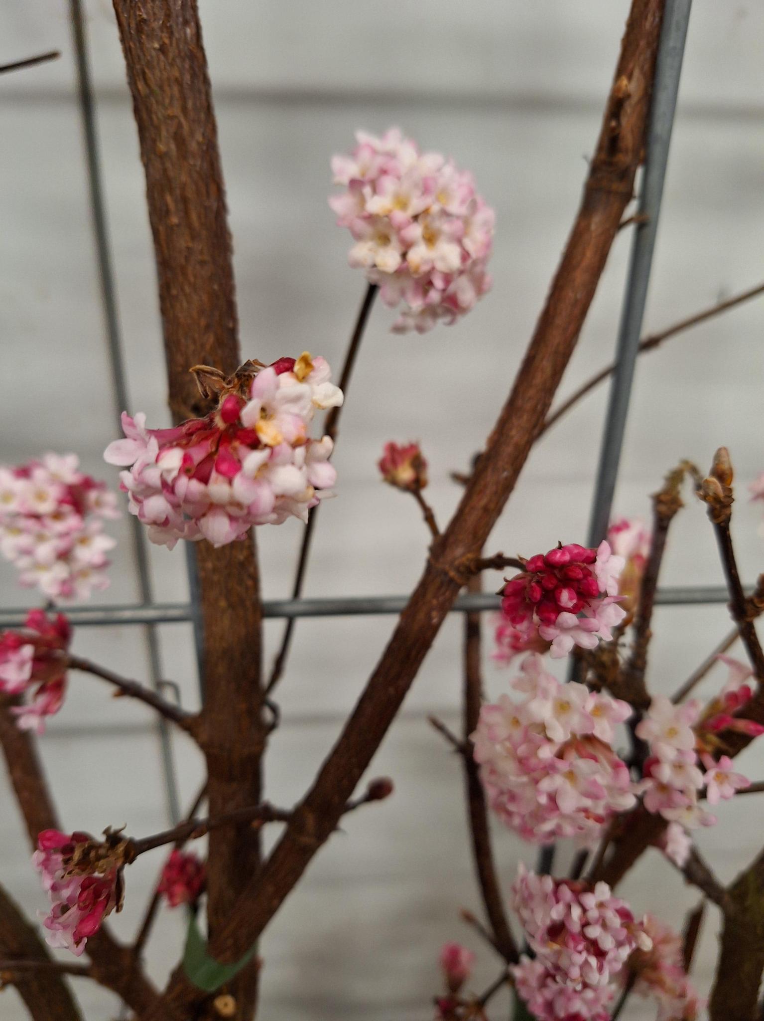 Winterschneeball  - Viburnum bodn. 'Dawn' - Fertighecke - 120 x 180 cm - 1 pcs