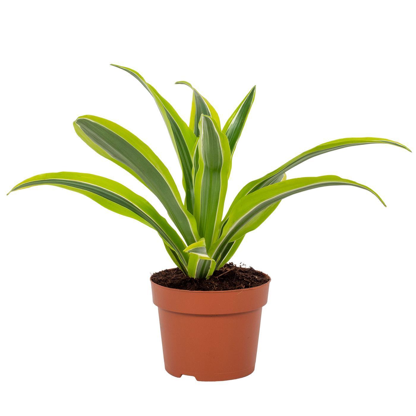 Drachenbaum Lemon Line - Dracaena Lemon Lime 12cm - Ø12cm - ↕27cm