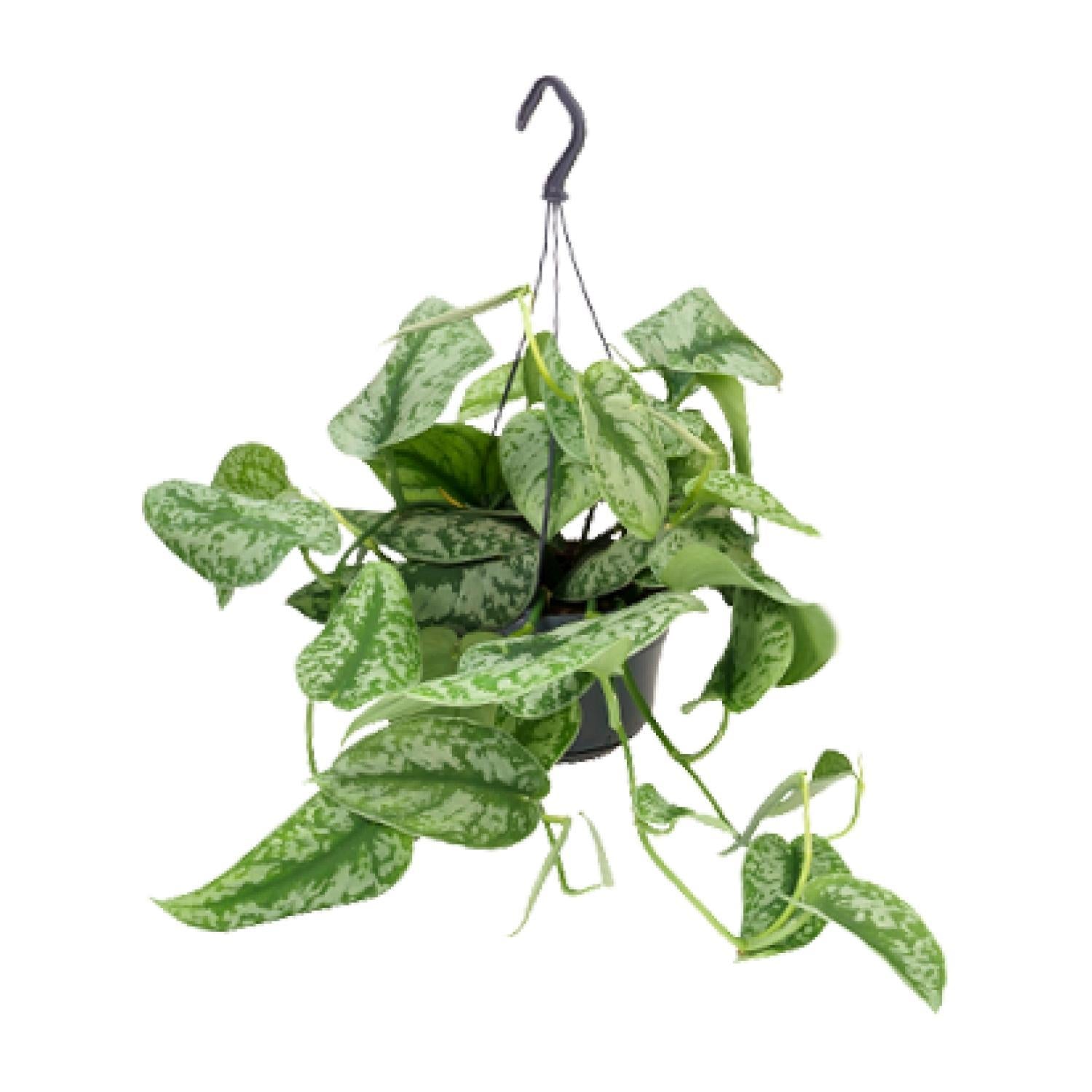 Scindapsus Pictus Trebie - Ø15cm - ↕25cm