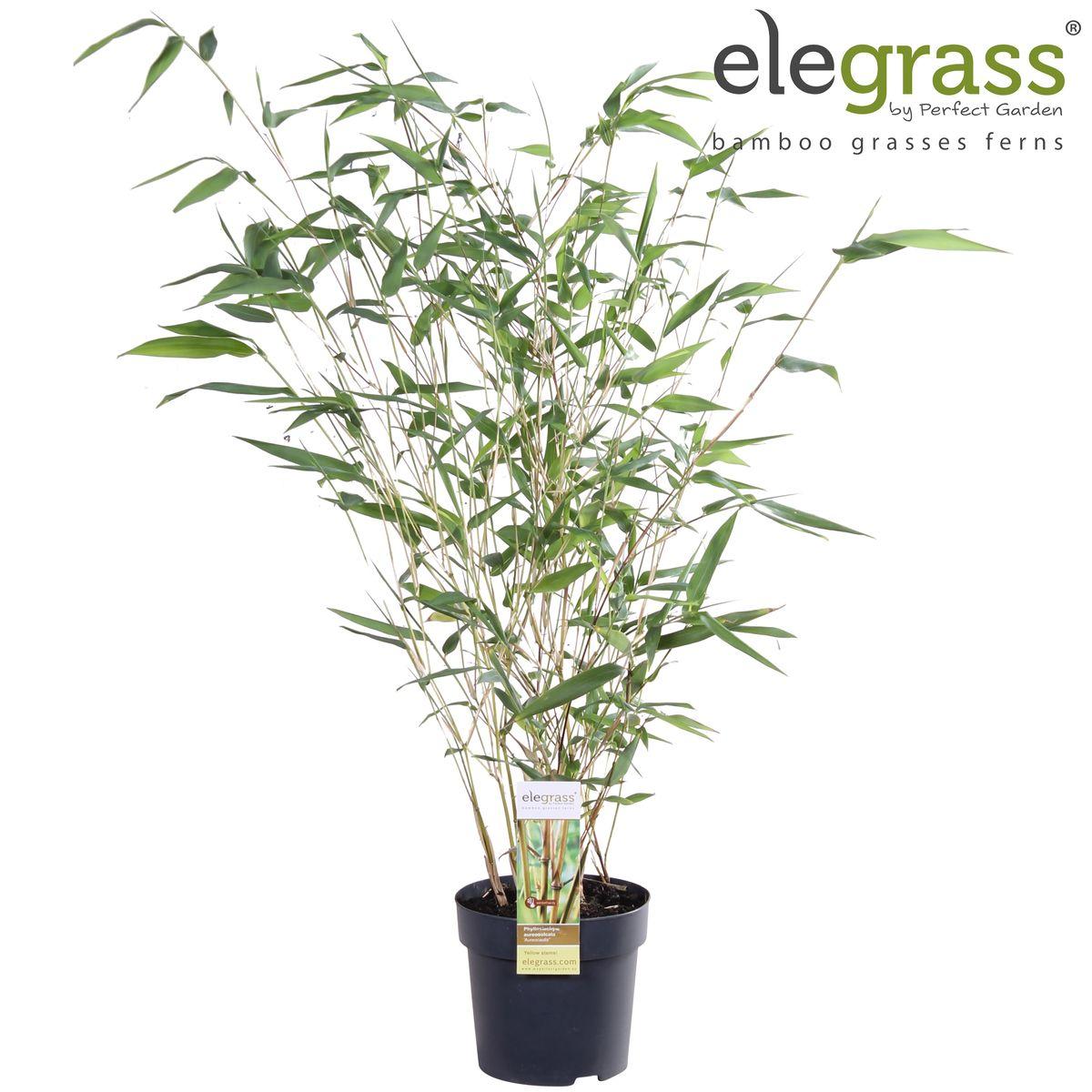 Goldrohrbambus - Phyllostachys aureosulcata 'Aureocal' - ↨40cm - Ø14