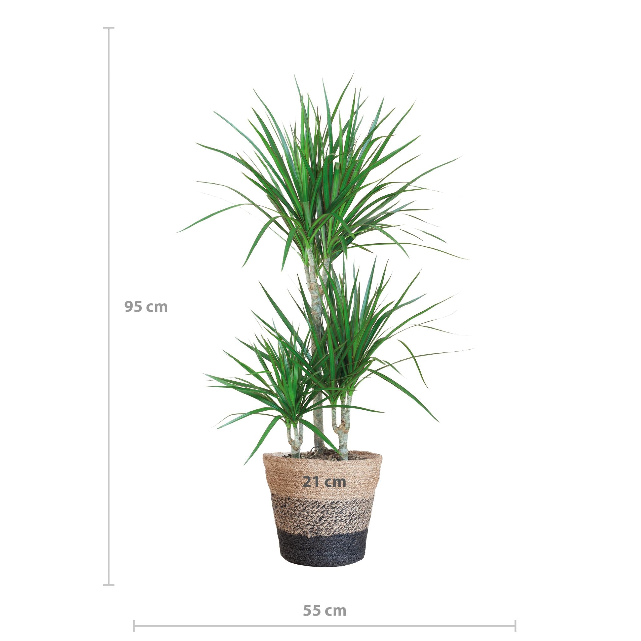 Dracaena Marginata met Lissabon Zwart Mandje - 95cm - Ø21