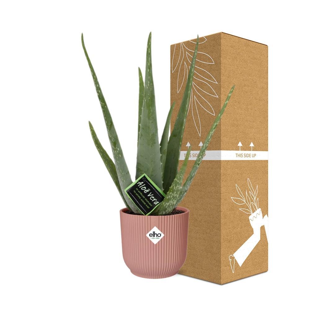 Aloe Vera 12cm in ELHO Vibes Fold 14cm Topf rosa