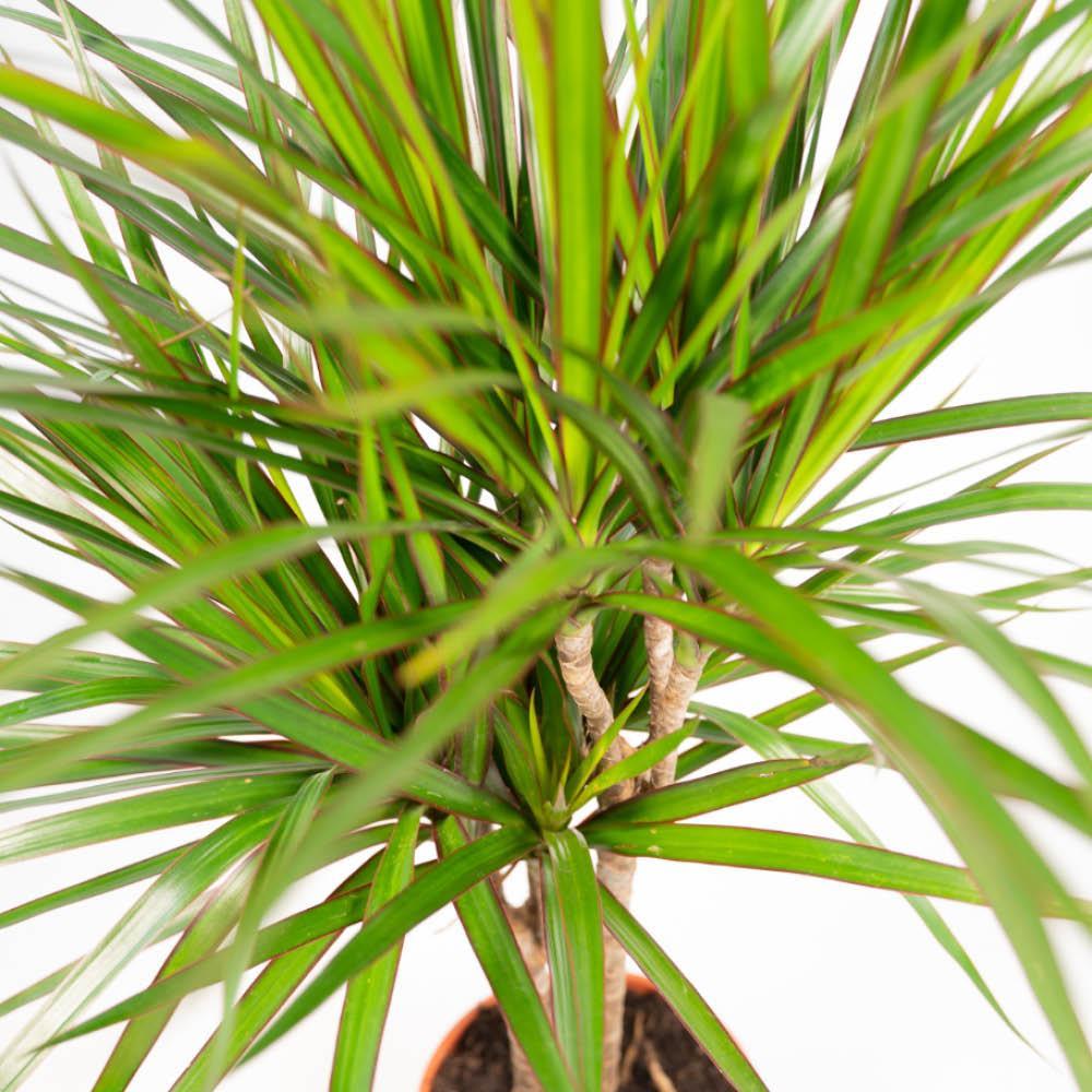 Drachenbaum Bicolor - Dracaena   ↨120cm - Ø21cm - 70cm - Ø17cm  2 Stück